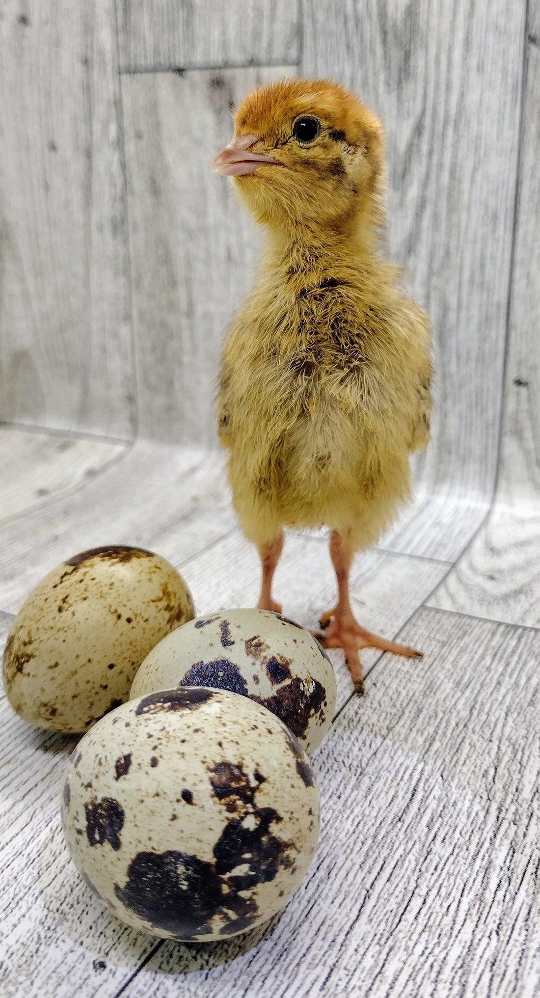 Raising Quail for Beginners