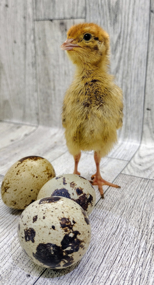 Raising Quail for Beginners