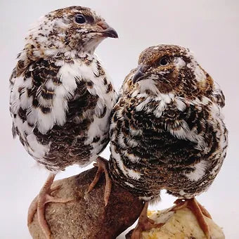 Hens Choice Special hatching eggs