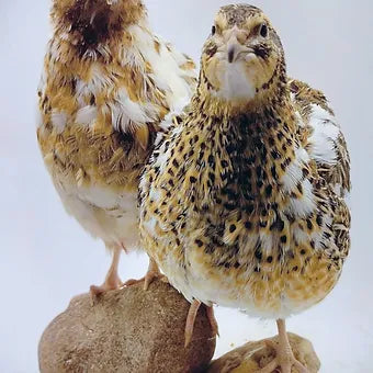 Hens Choice Special hatching eggs