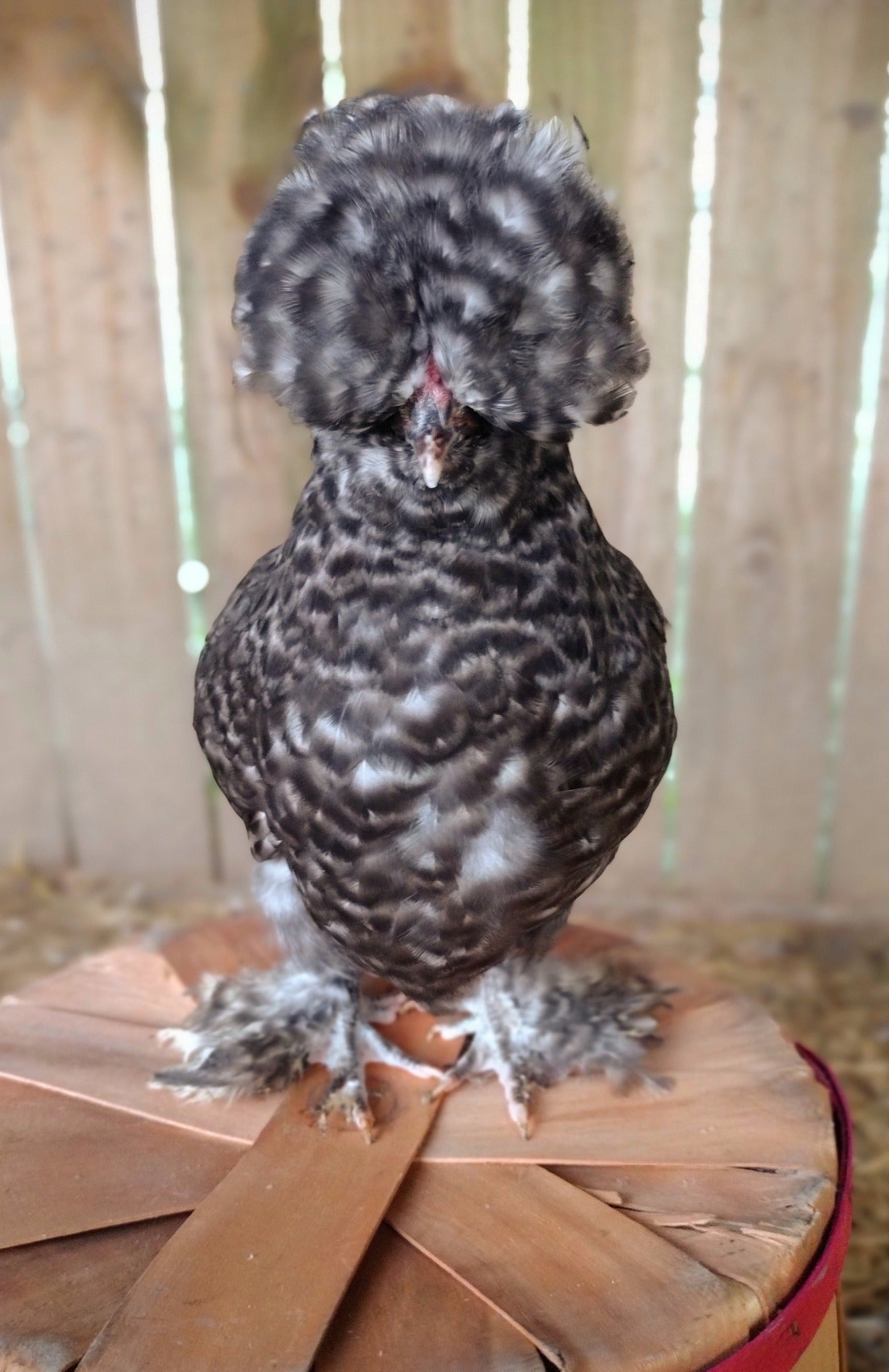 Silkie Hatching Eggs- Hens Choice
