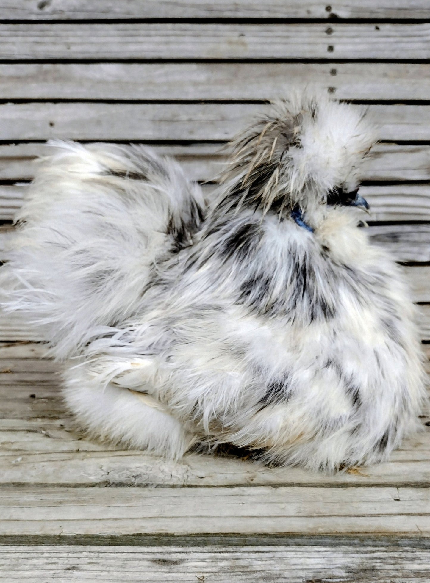 Silkie Hatching Eggs- Hens Choice