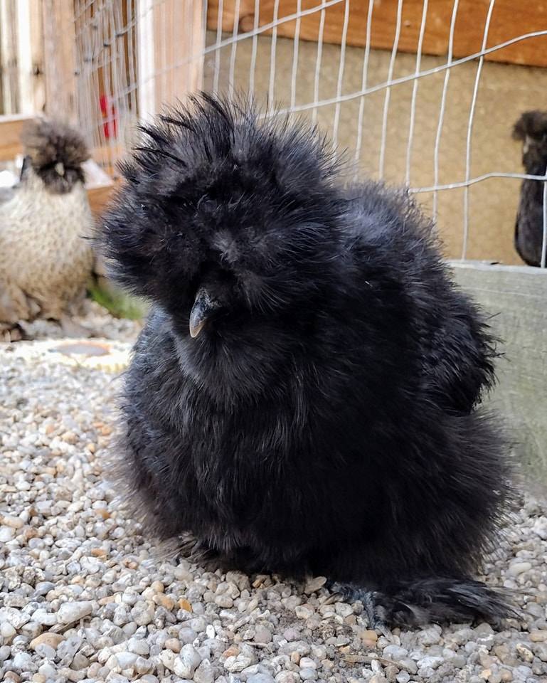 Silkie Hatching Eggs- Hens Choice