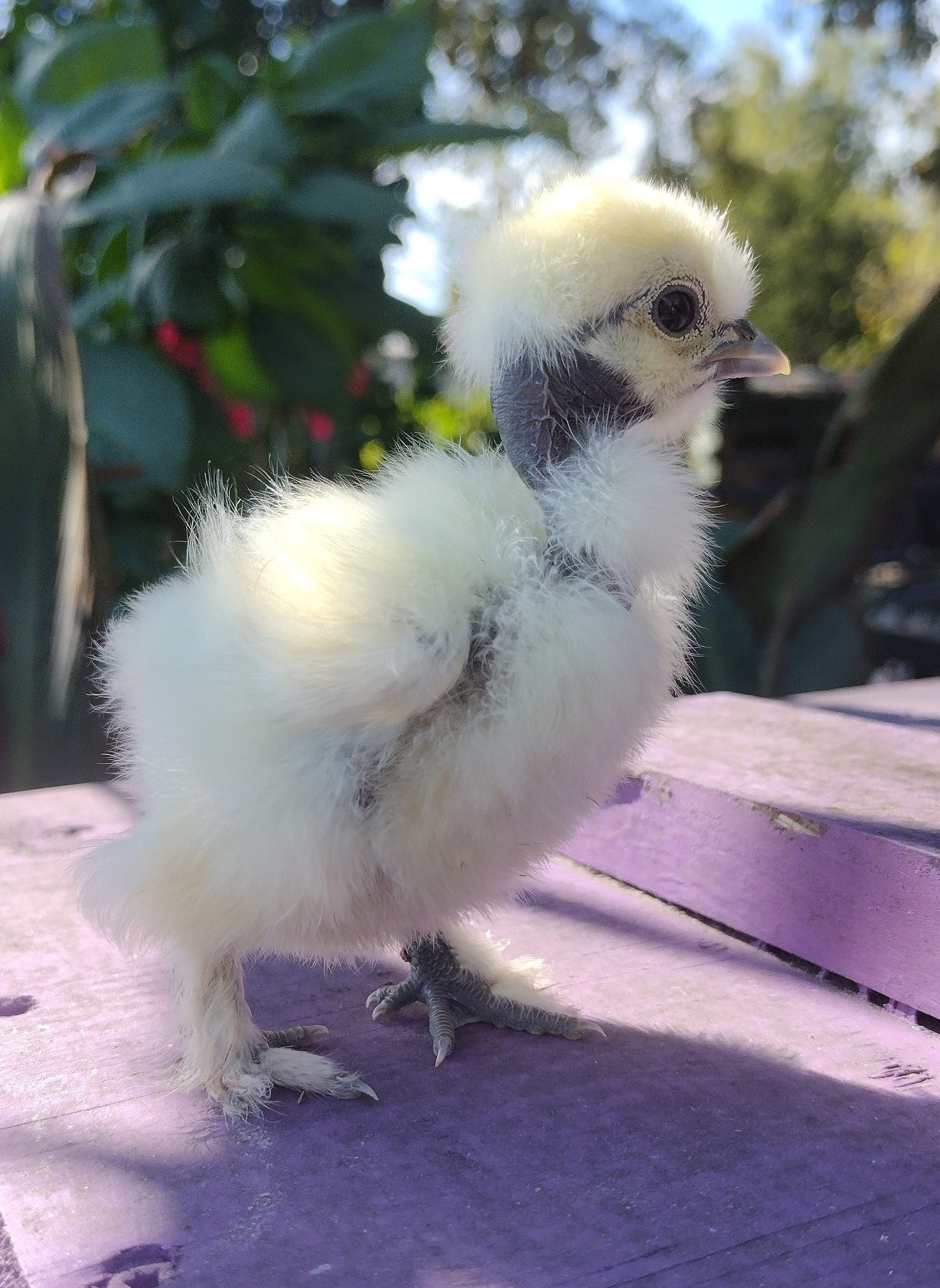 Silkie Hatching Eggs- Hens Choice