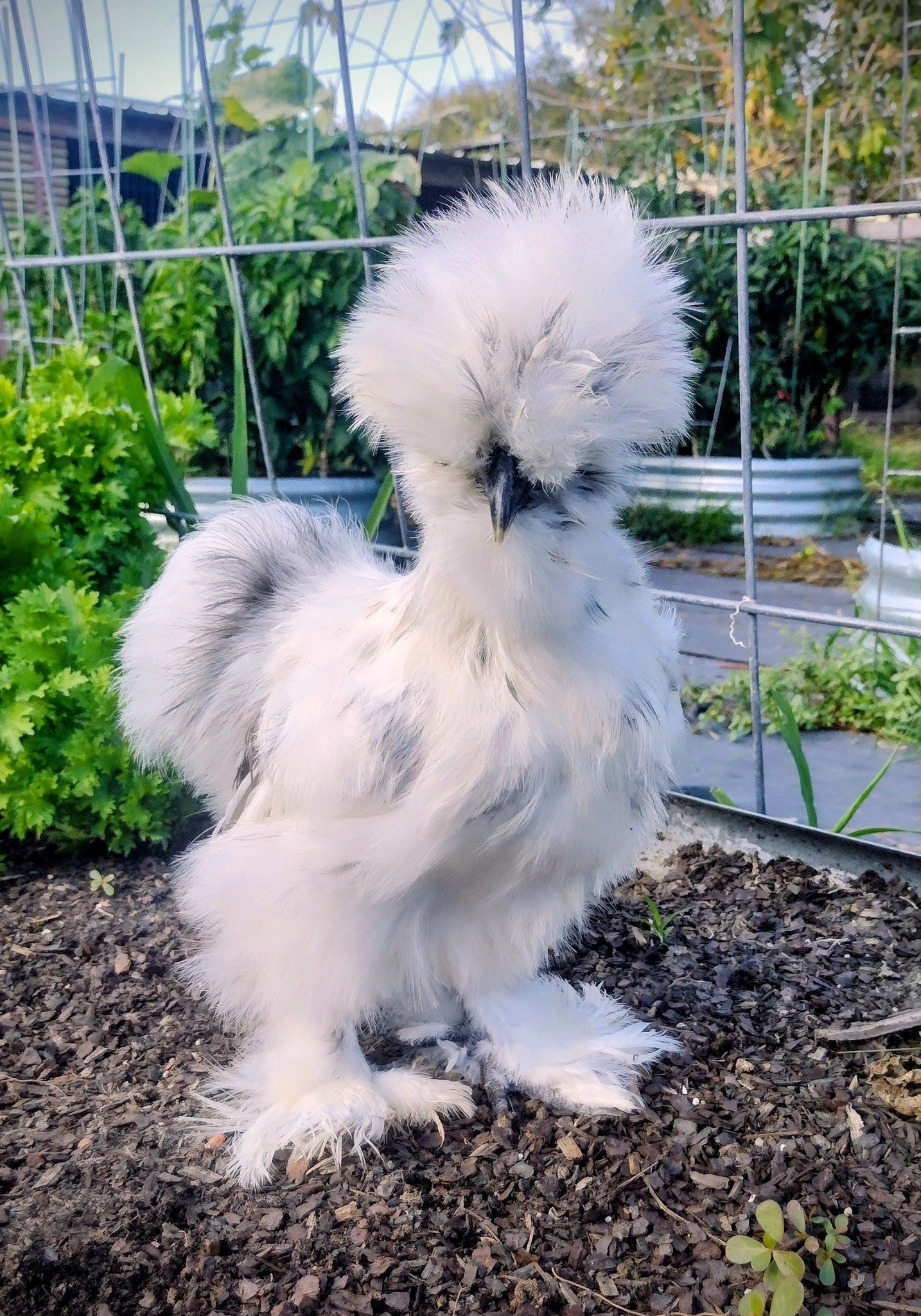 Silkie Hatching Eggs- Hens Choice