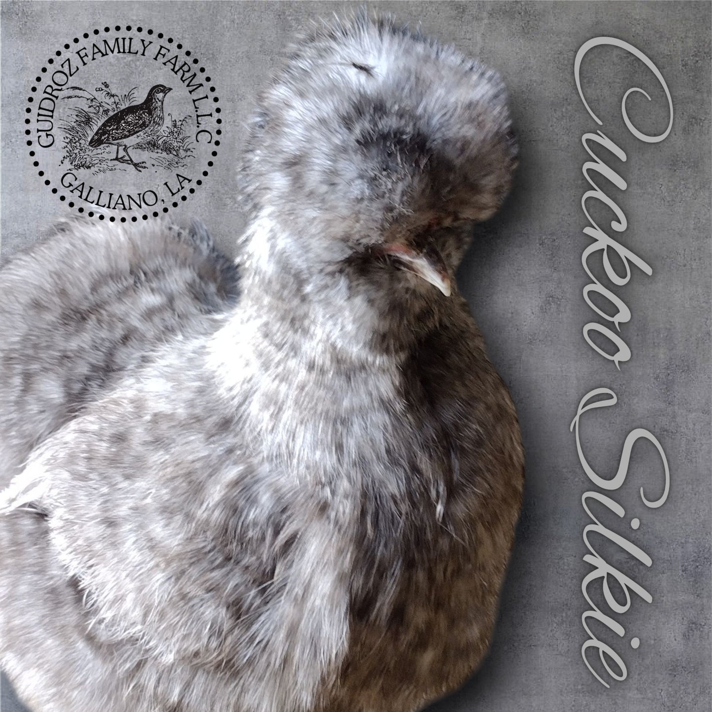 Silkie Hatching Eggs- Hens Choice