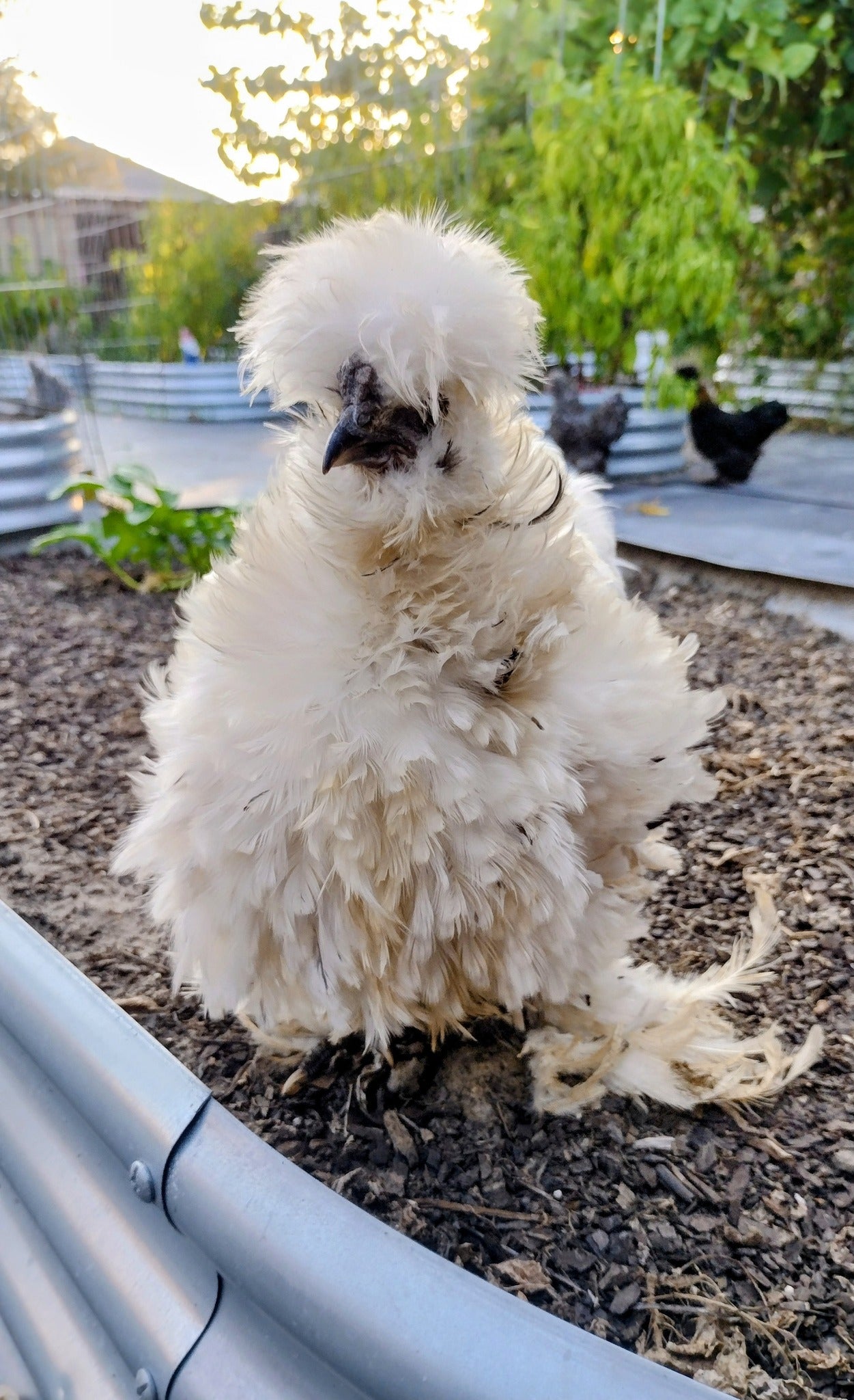 Silkie Hatching Eggs- Hens Choice