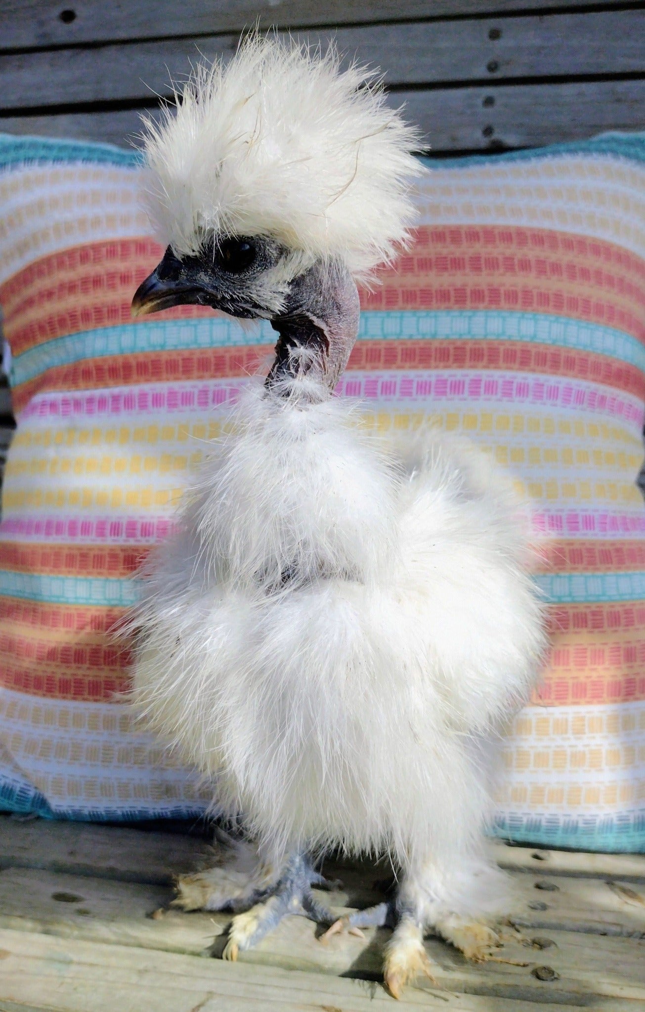 Silkie Hatching Eggs- Hens Choice