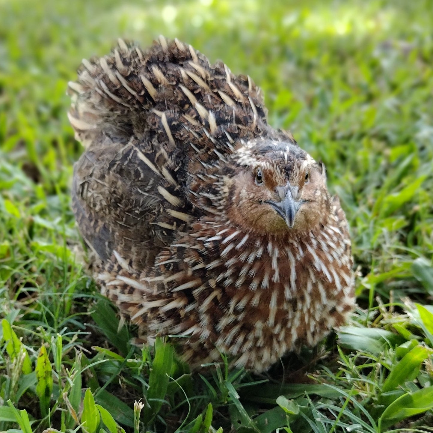 Hens Choice Special hatching eggs