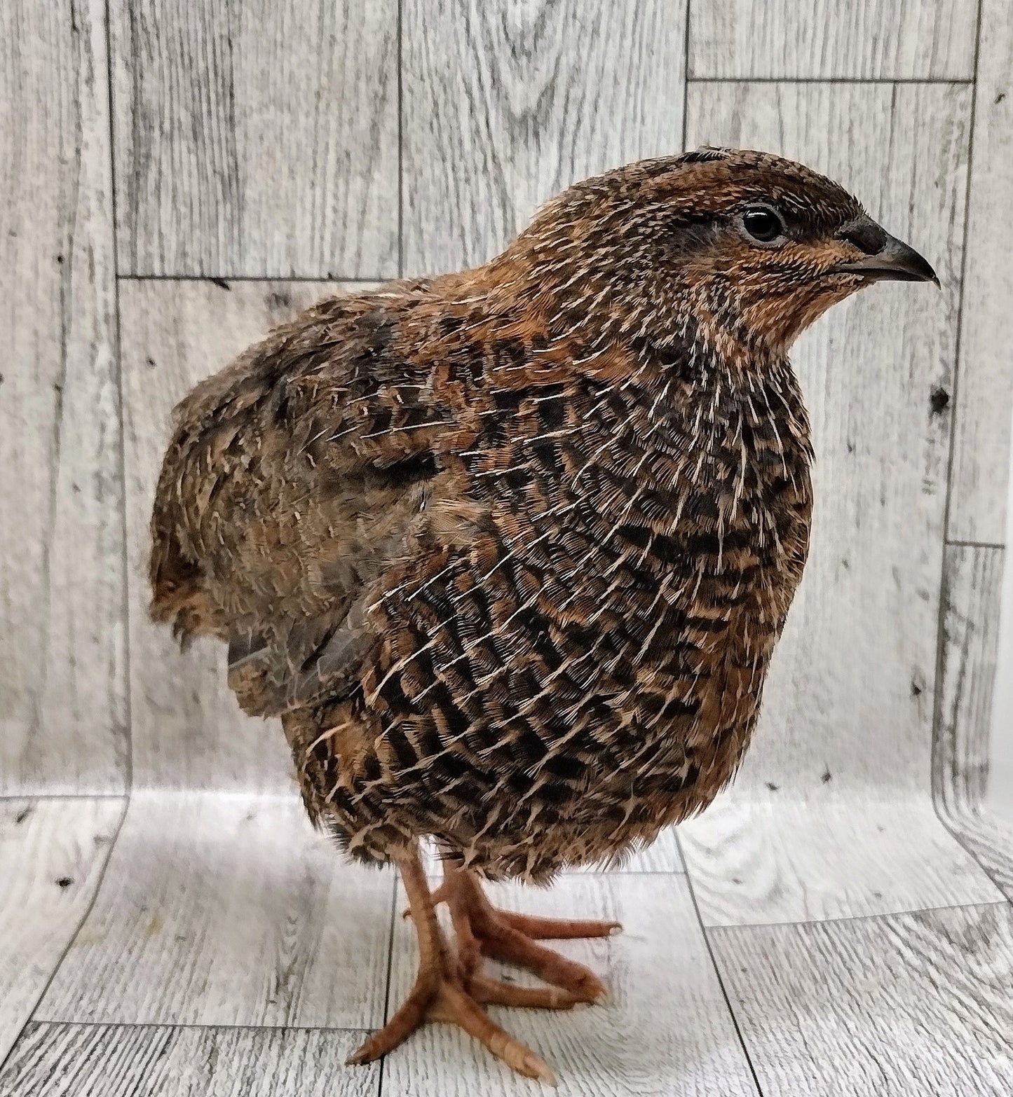 Homesteader Meat Maker hatching eggs