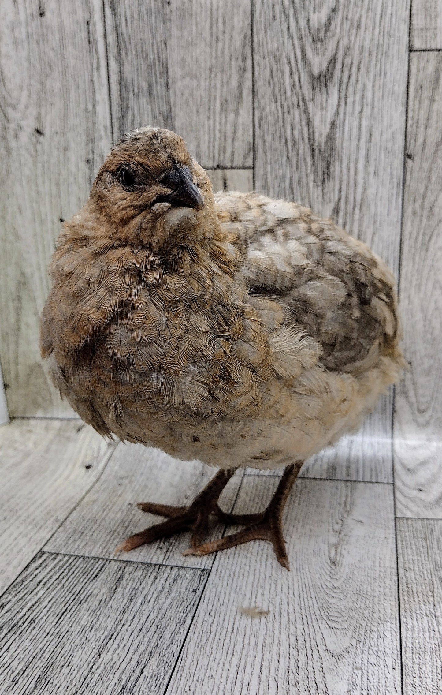 Shades of Gray Collection Hatching Eggs