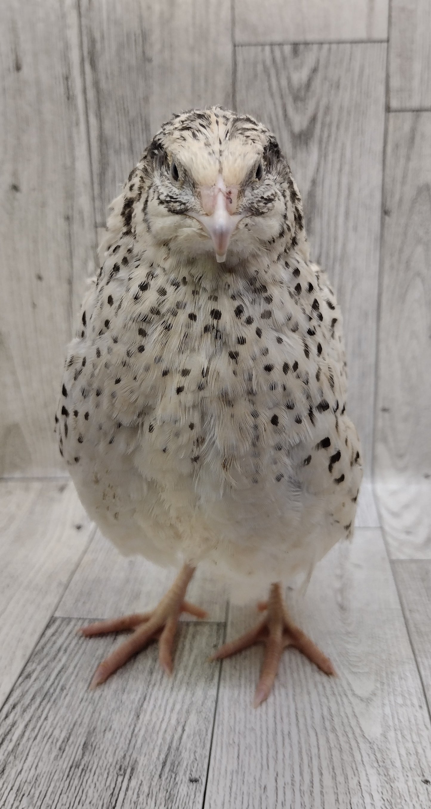 Pearl Fee Hatching Eggs