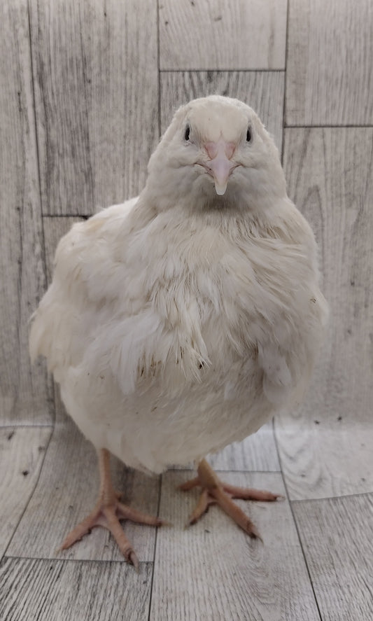 Hens Choice Special hatching eggs