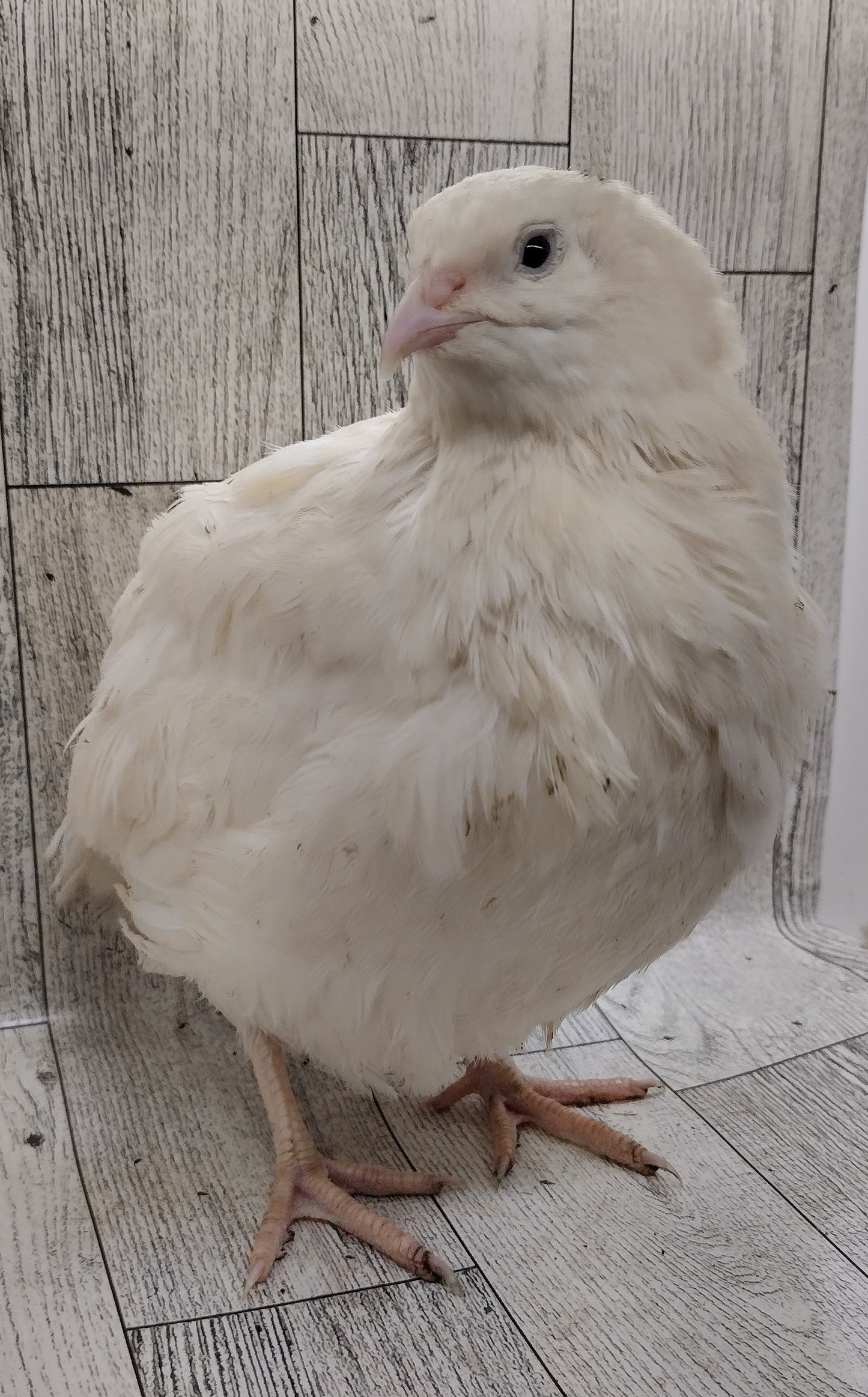 White Celadons hatching eggs