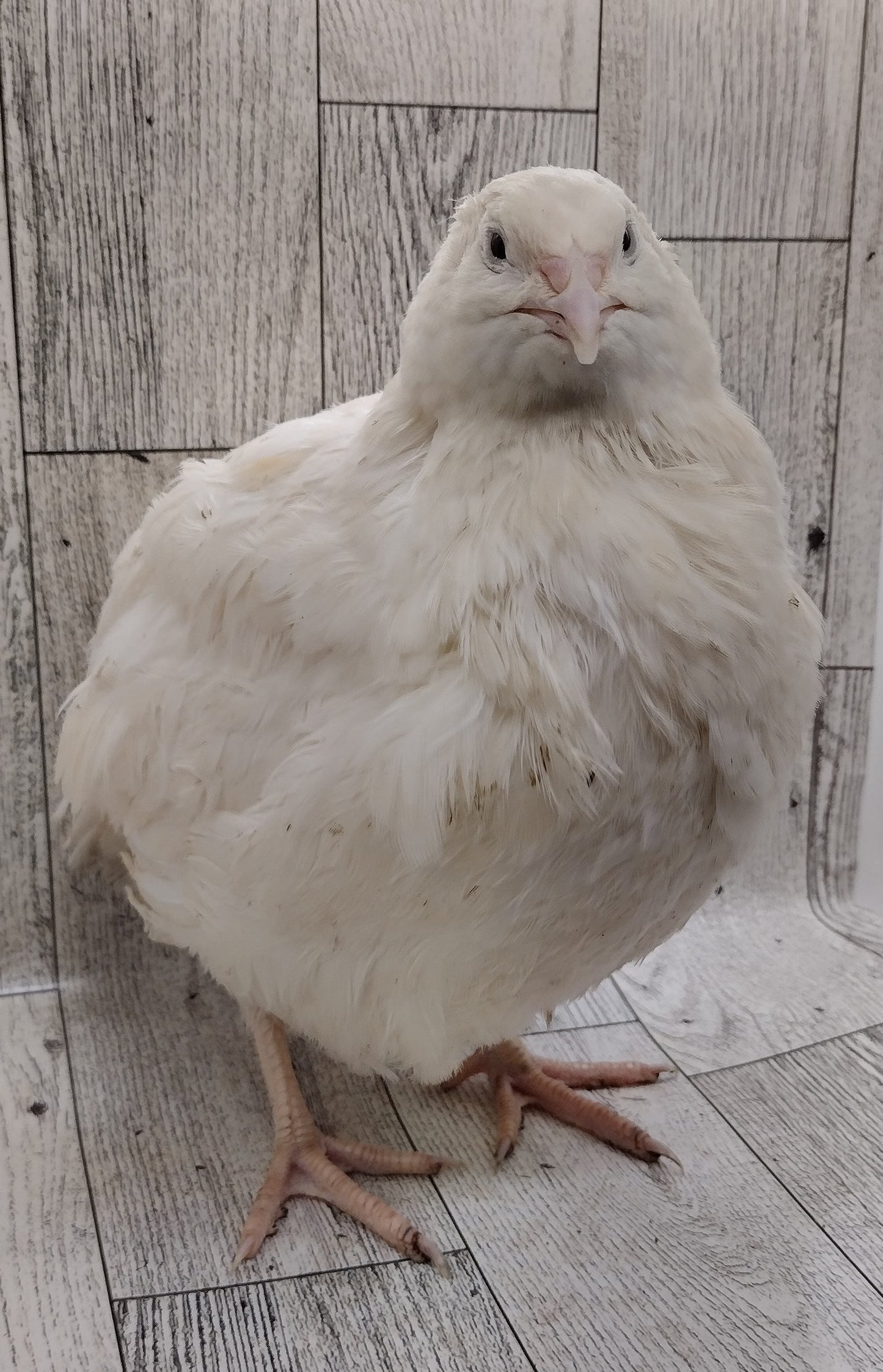 Homesteader Meat Maker hatching eggs