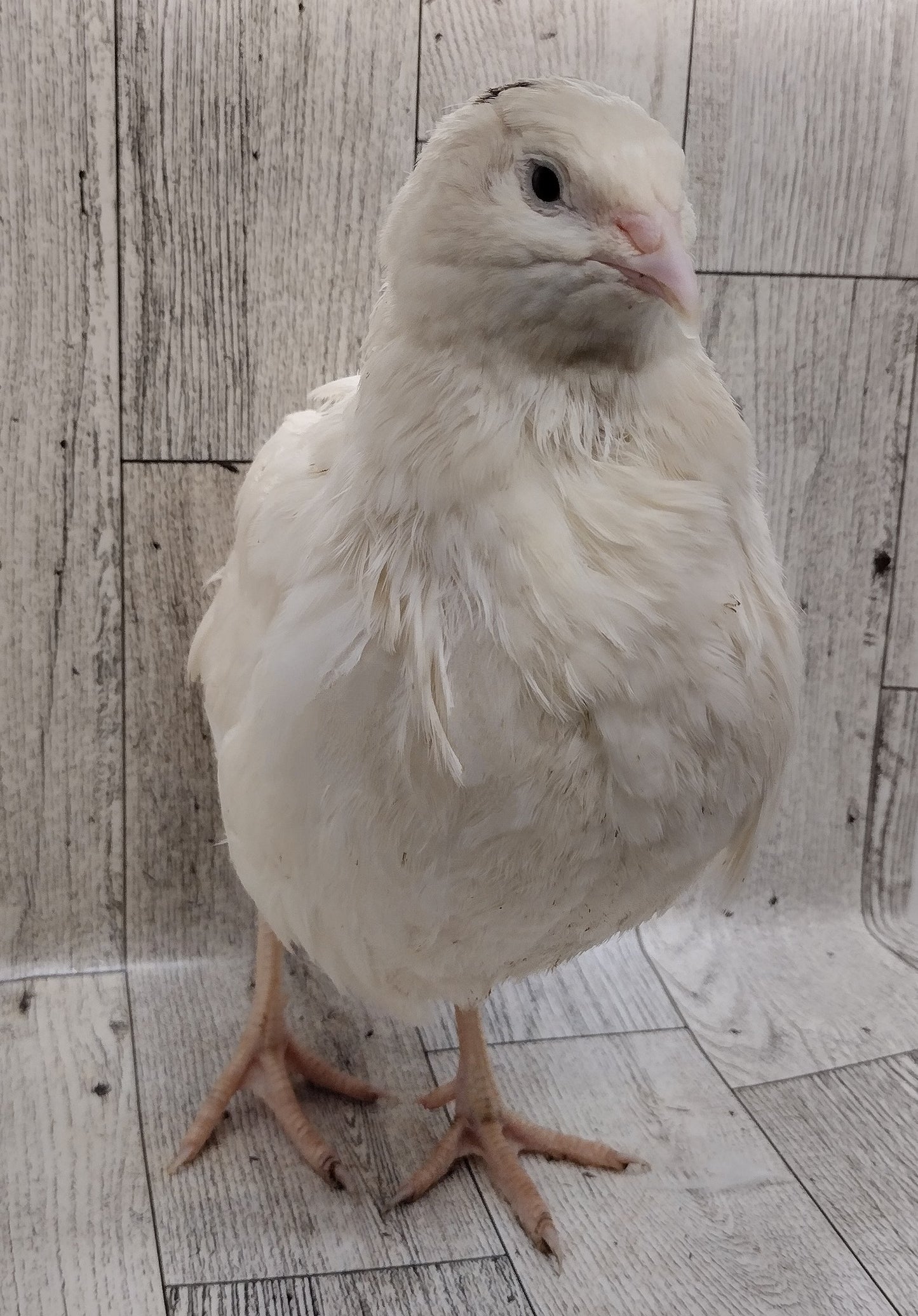 White Celadons hatching eggs