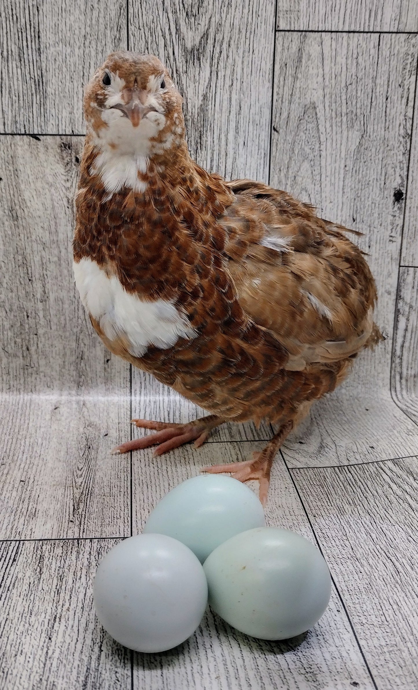 Celadon Color Variety hatching eggs