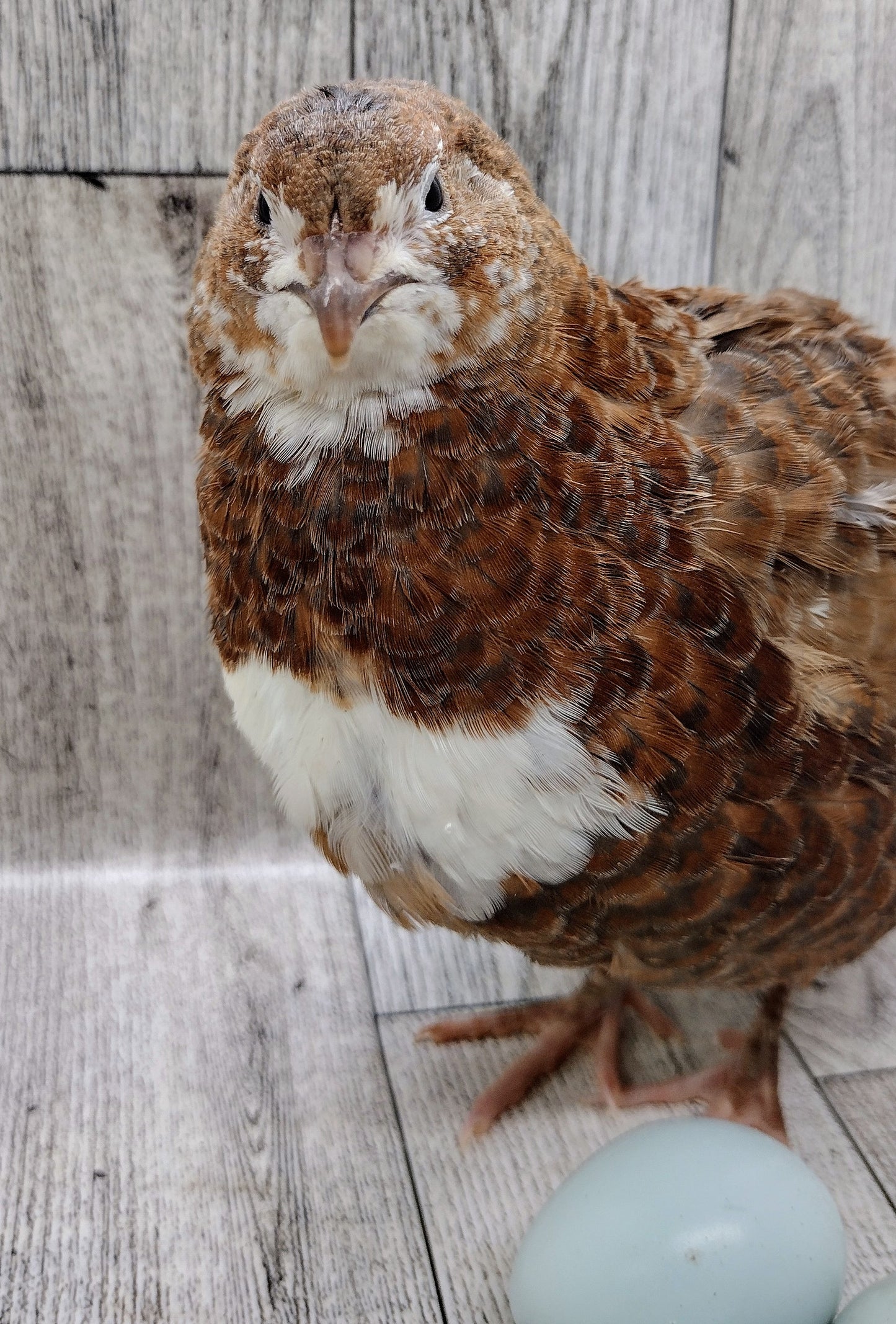 Celadon Color Variety hatching eggs