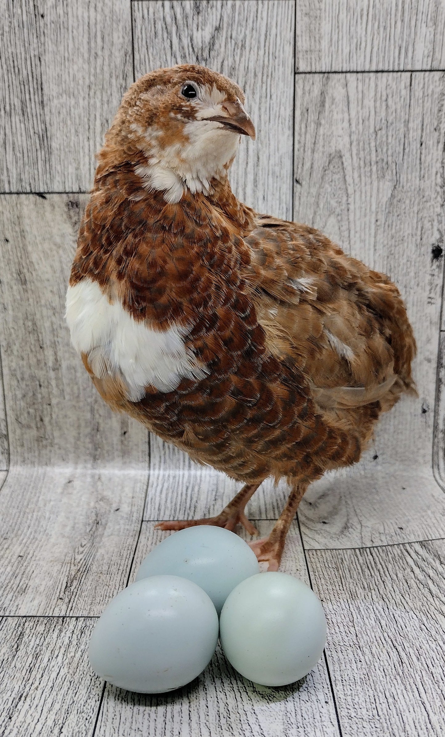 Scarlett and Range hatching eggs