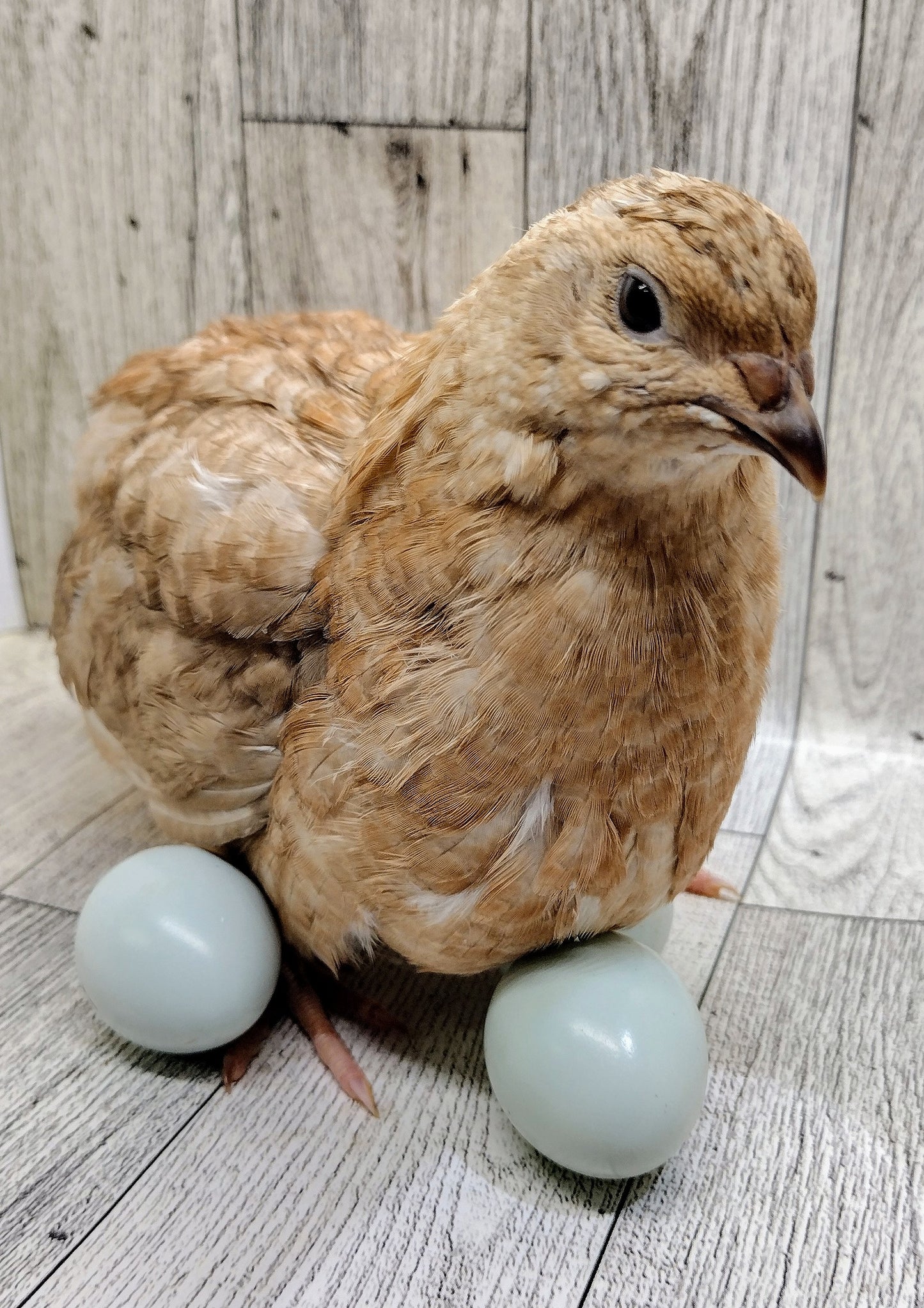 Shades of Gray Collection Hatching Eggs