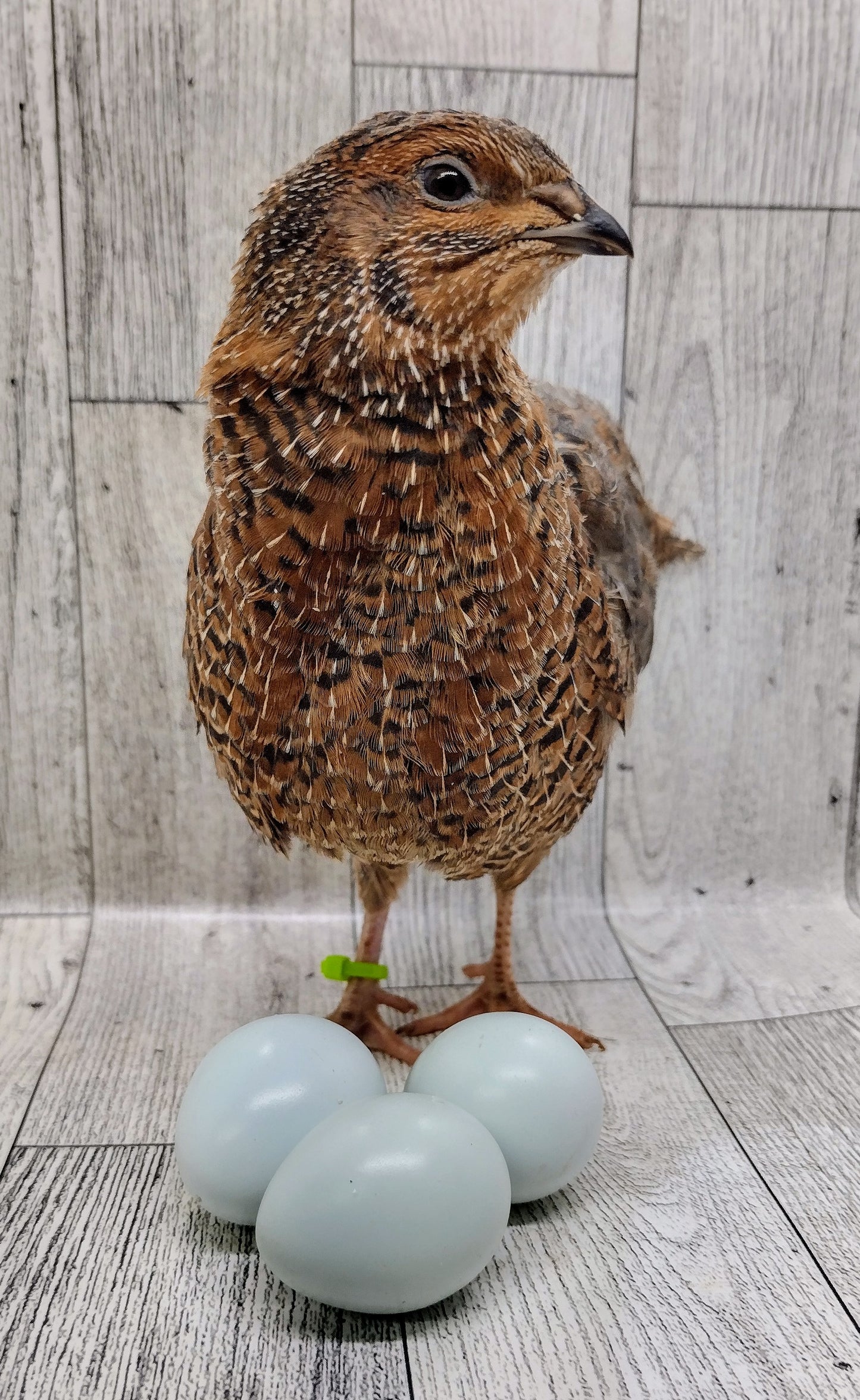 Rosetta and Tibetan Coturnix Hatching Eggs