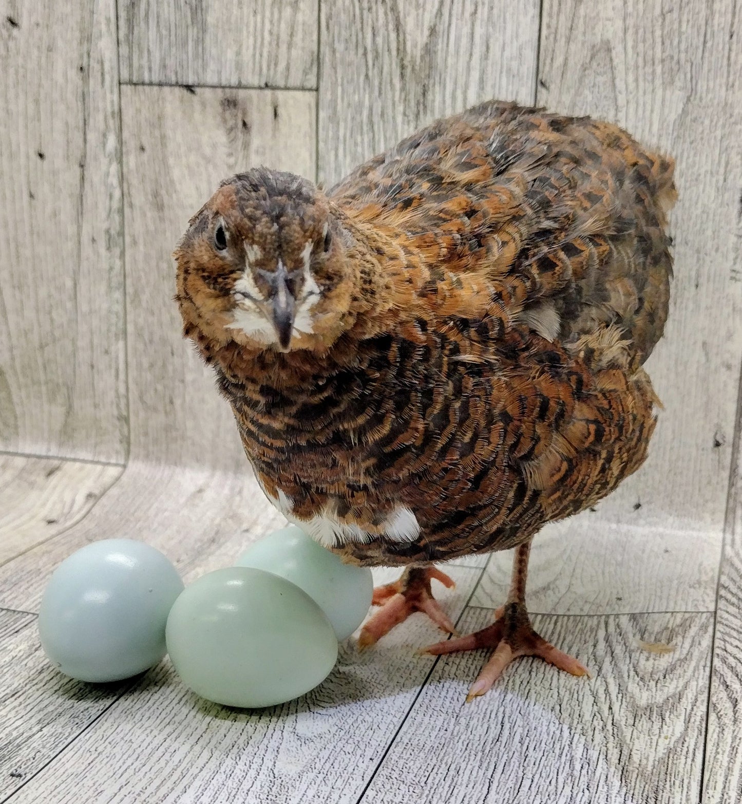 Rosetta and Tibetan Coturnix Hatching Eggs