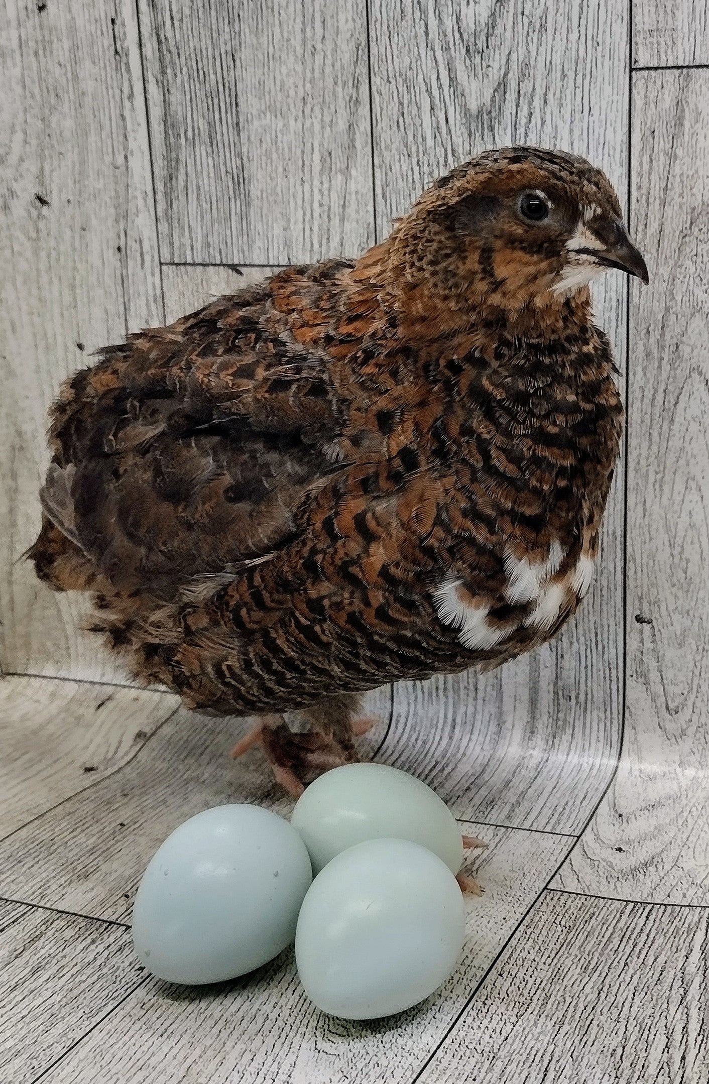Rosetta and Tibetan Coturnix Hatching Eggs