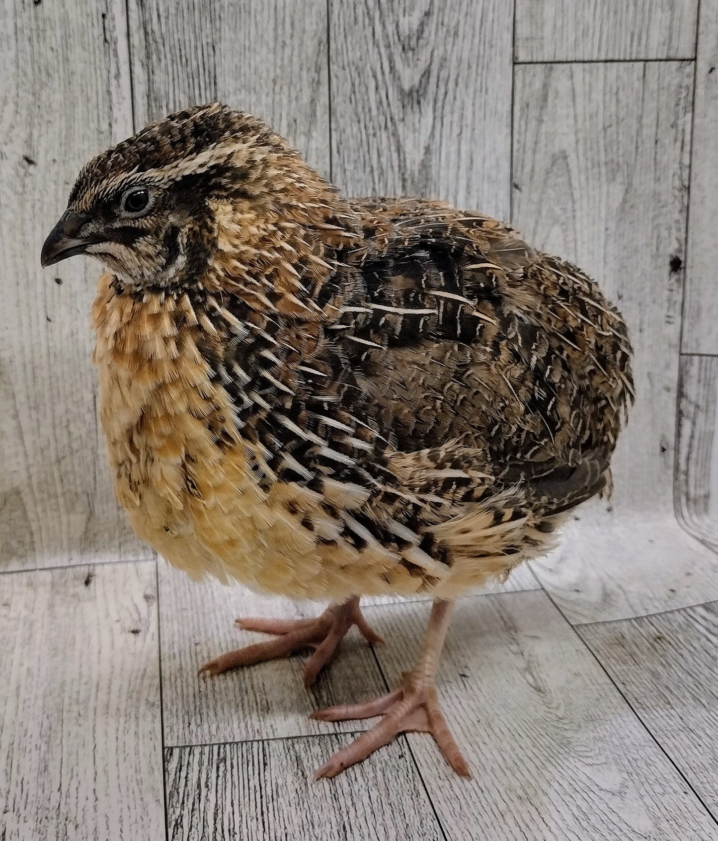 Jumbo Brown Coturnix Hatching Eggs