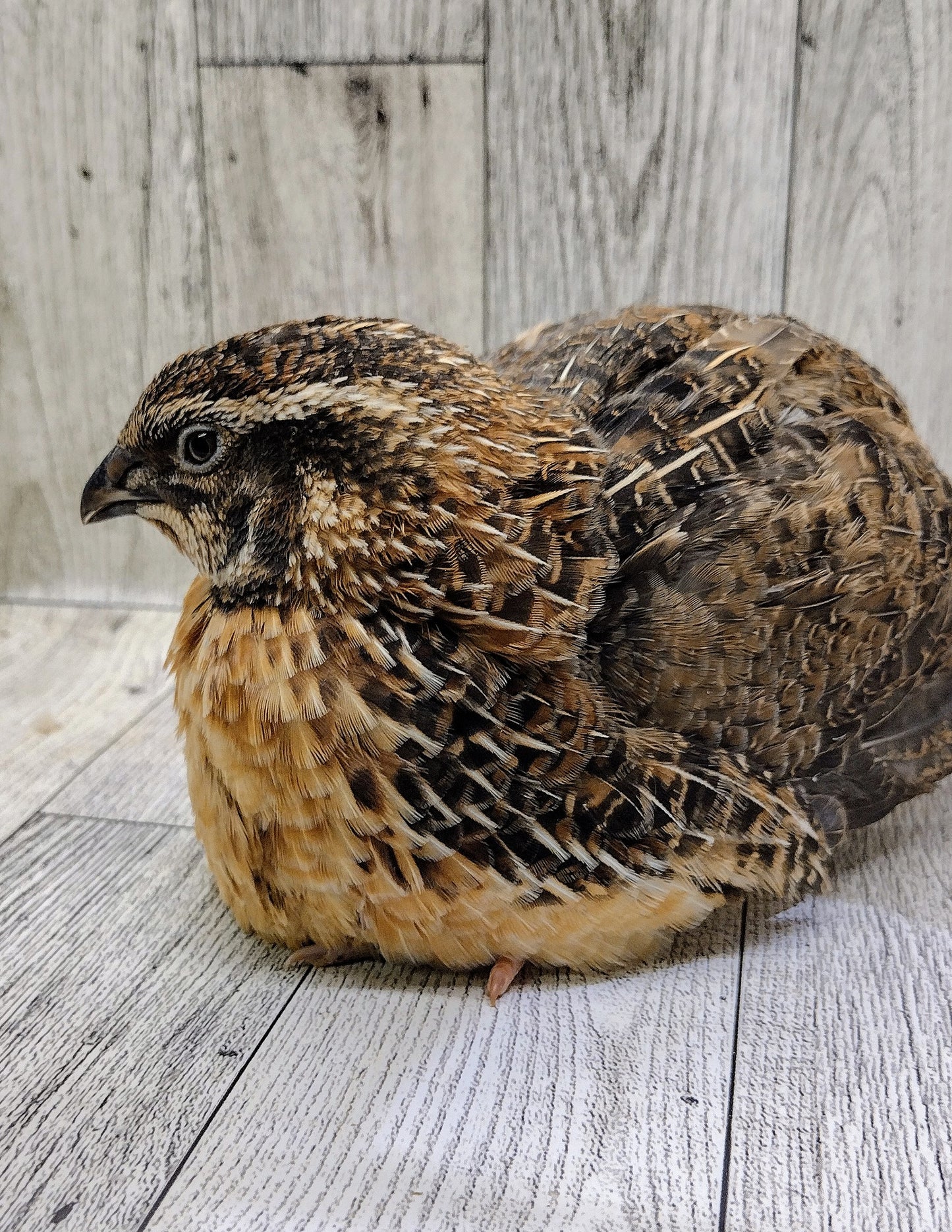 Jumbo Brown Coturnix Hatching Eggs