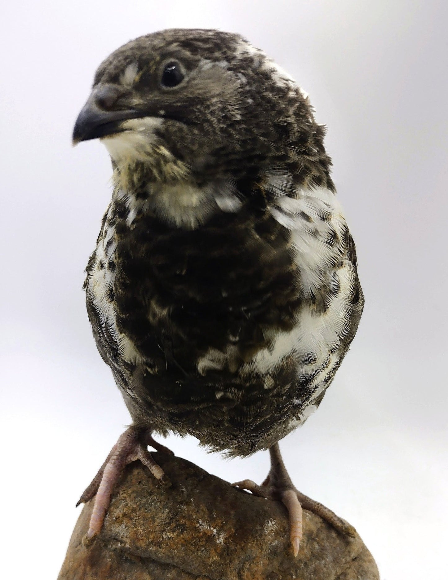 Black Progressive Pied---- PRE SALE ORDERS WILL SHIP OUT IN ORDER RECEIVED