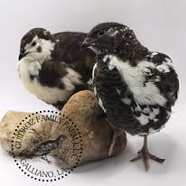 Black Progressive Pied---- PRE SALE ORDERS WILL SHIP OUT IN ORDER RECEIVED