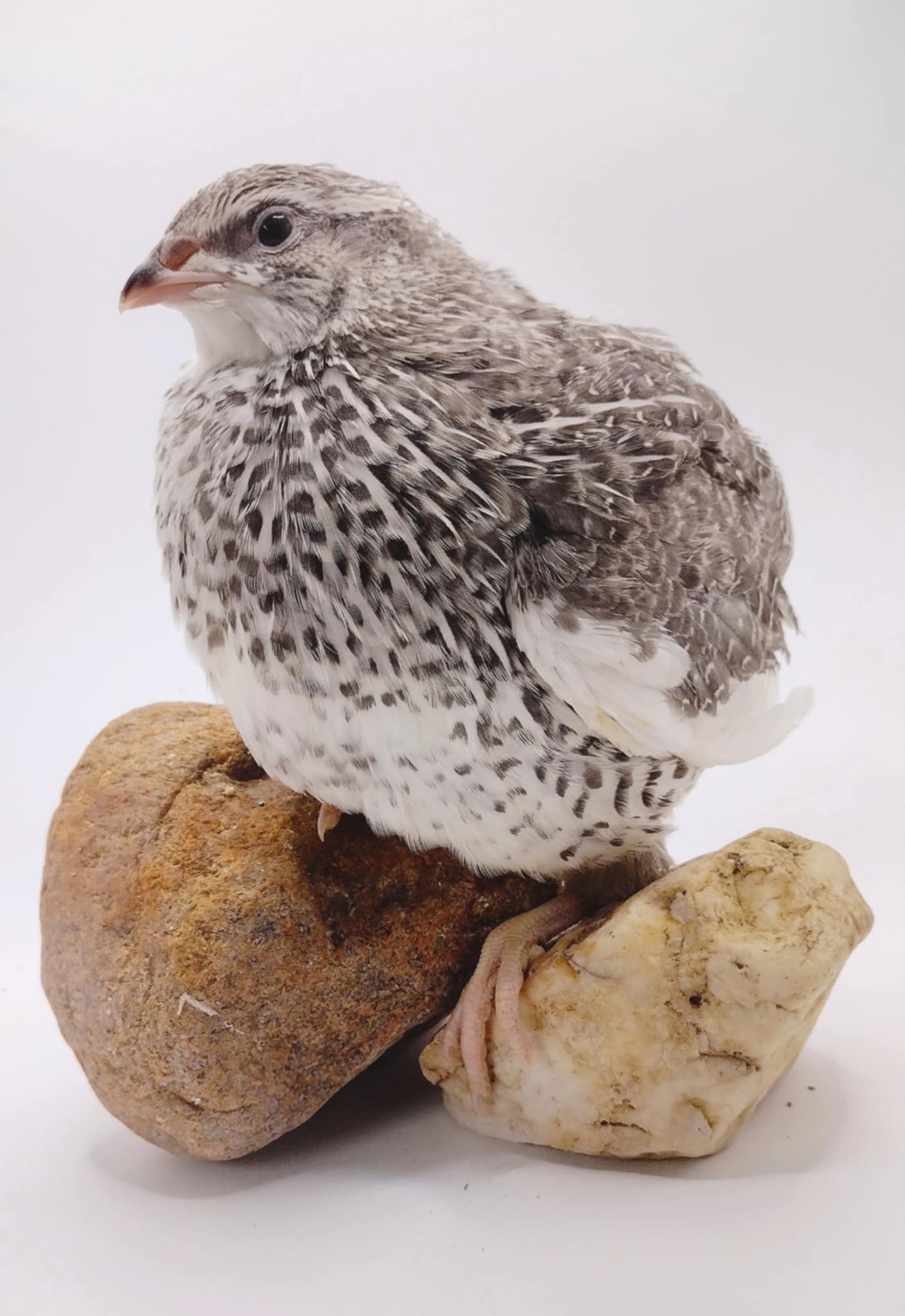 Hens Choice Special hatching eggs