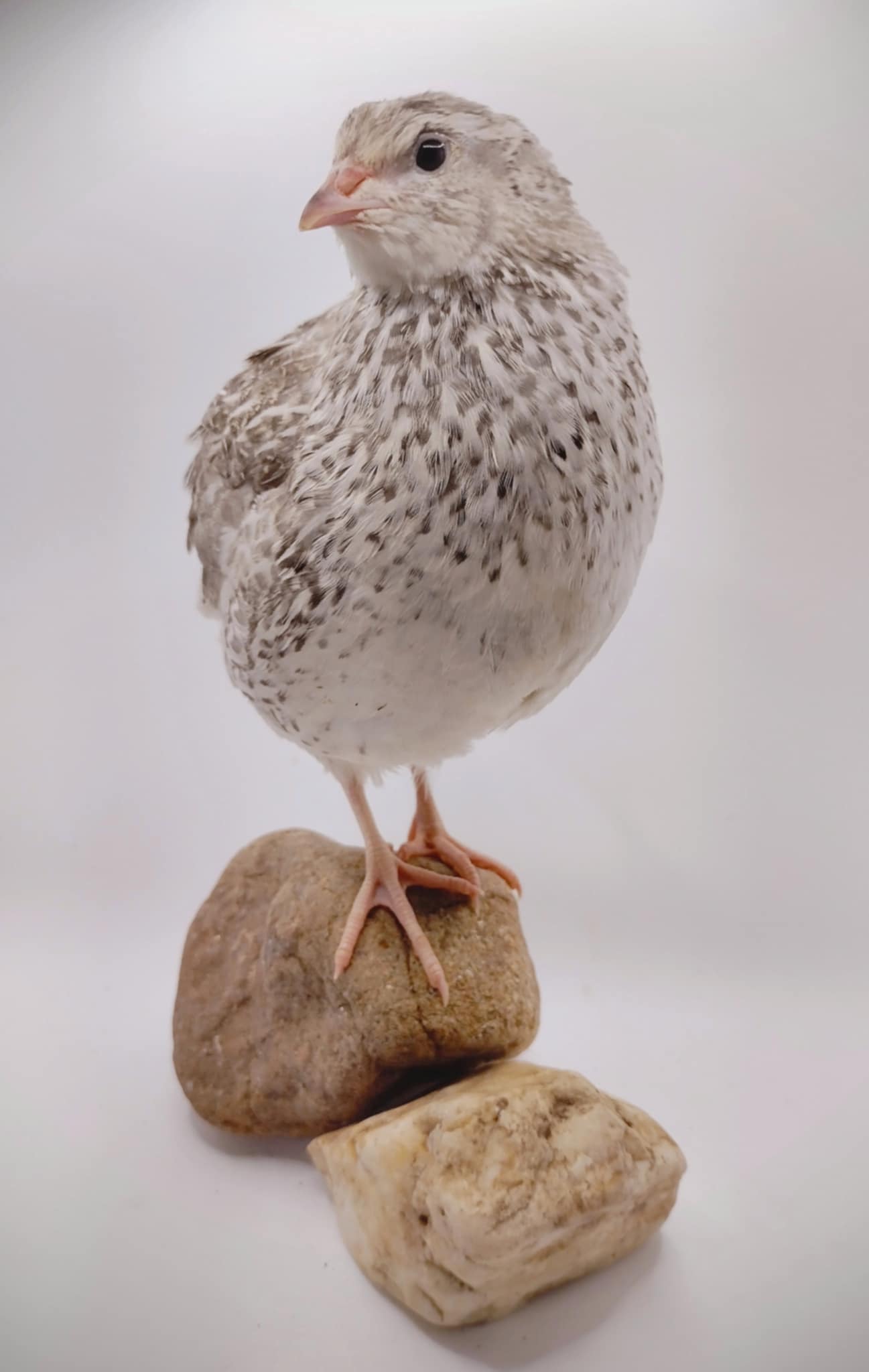 A fun mix of everything hatching eggs