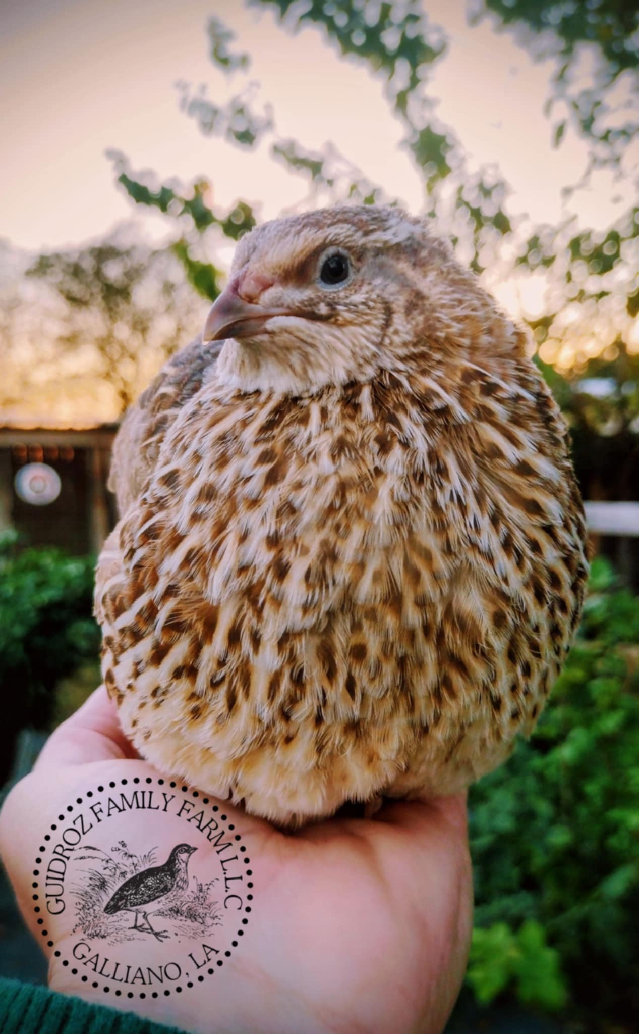 Hens Choice Special hatching eggs