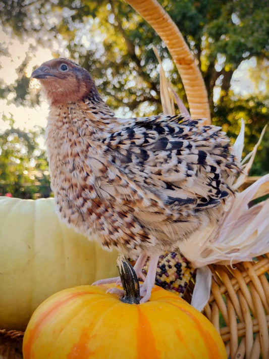 American Pansy hatching eggs