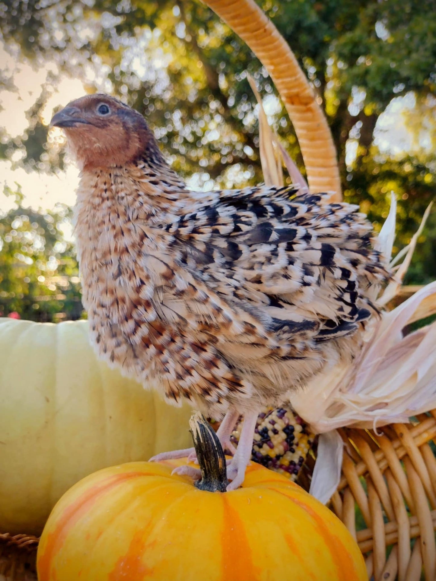 Hens Choice Special hatching eggs