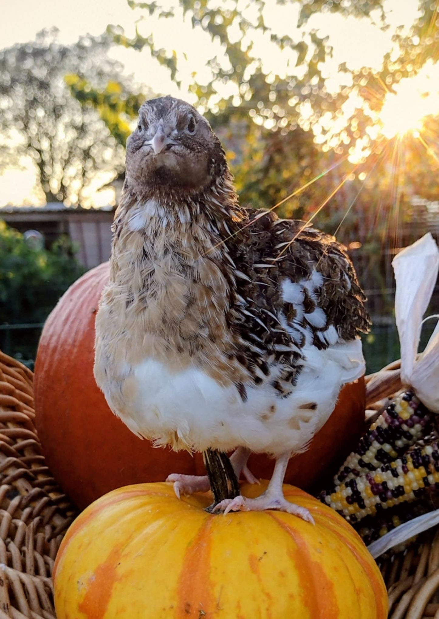 Hens Choice Special hatching eggs