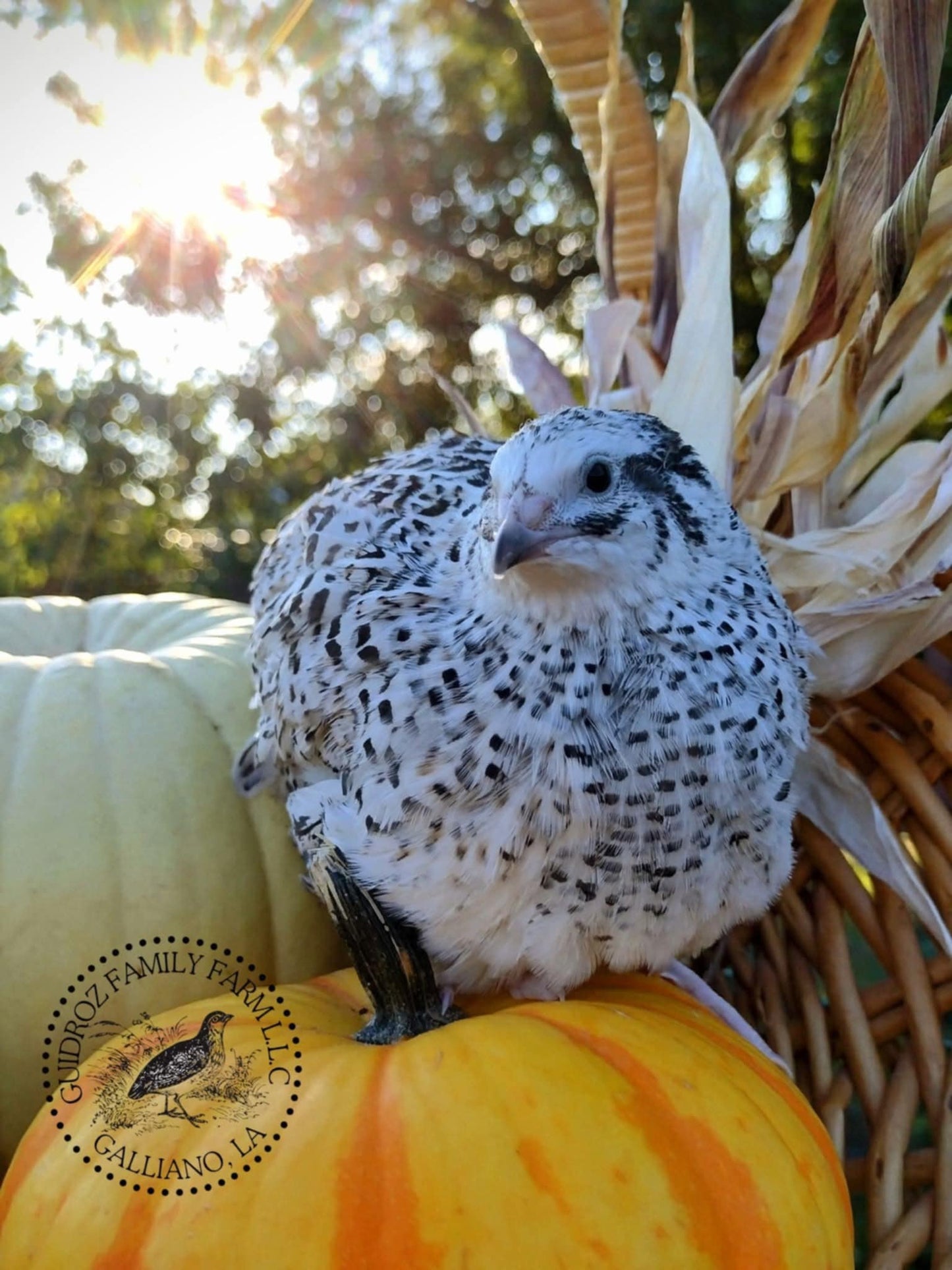 Hens Choice Special hatching eggs