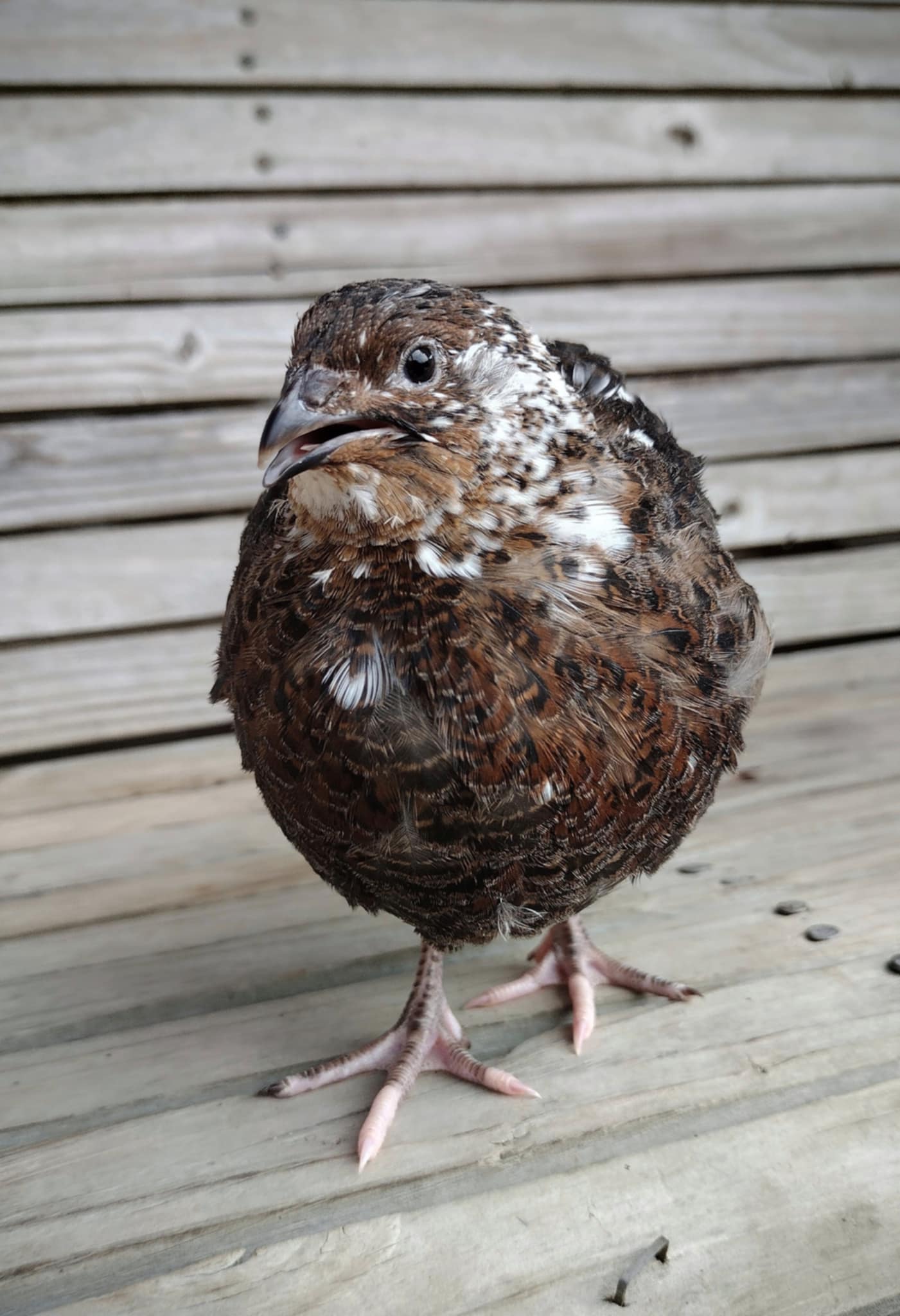 Hens Choice Special hatching eggs