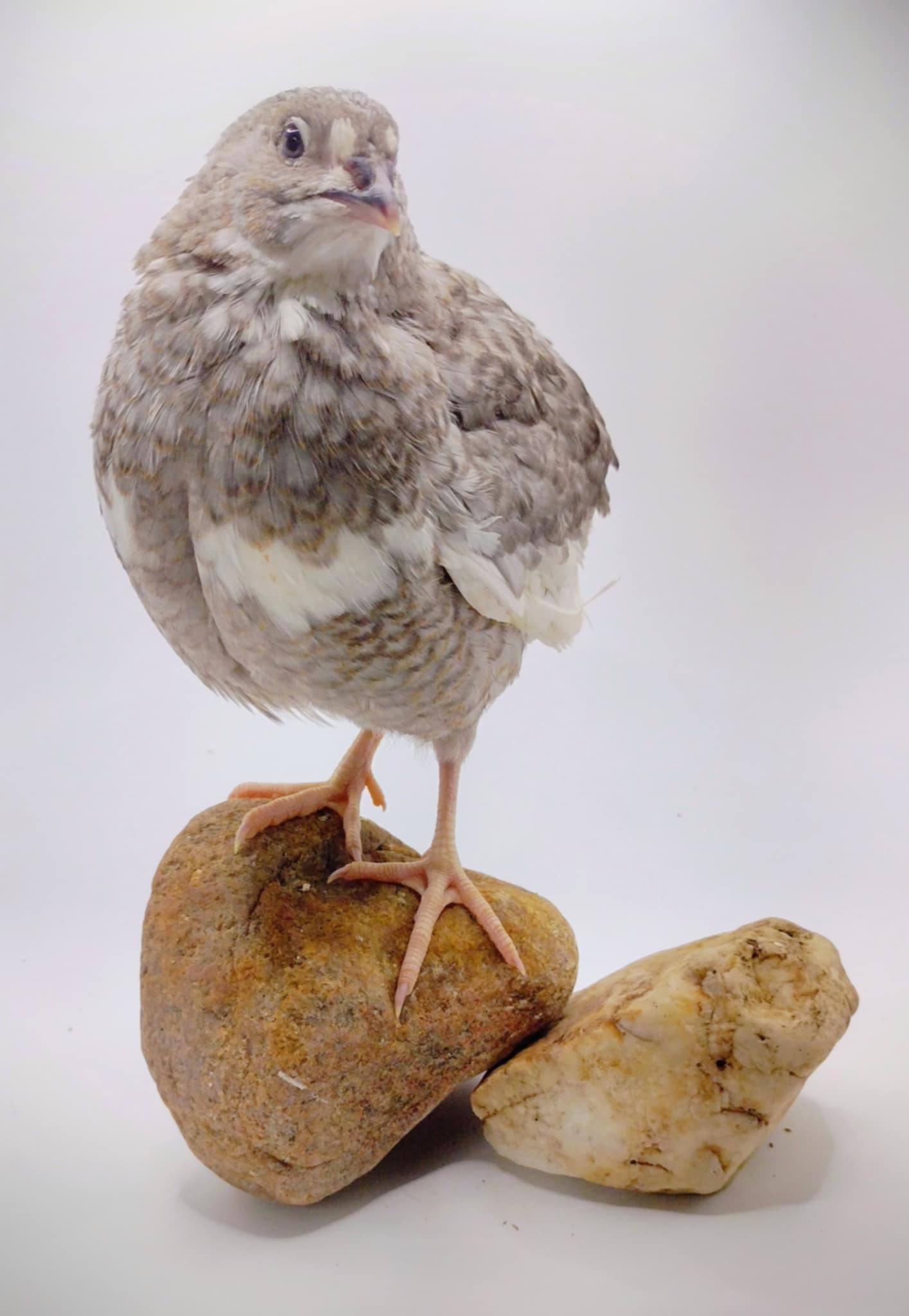 Shades of Gray Collection Hatching Eggs