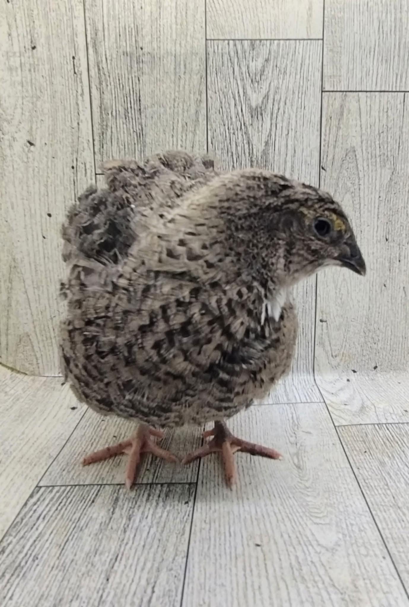 Grau Fee and Grau Fee Tuxedo Coturnix Hatching Eggs