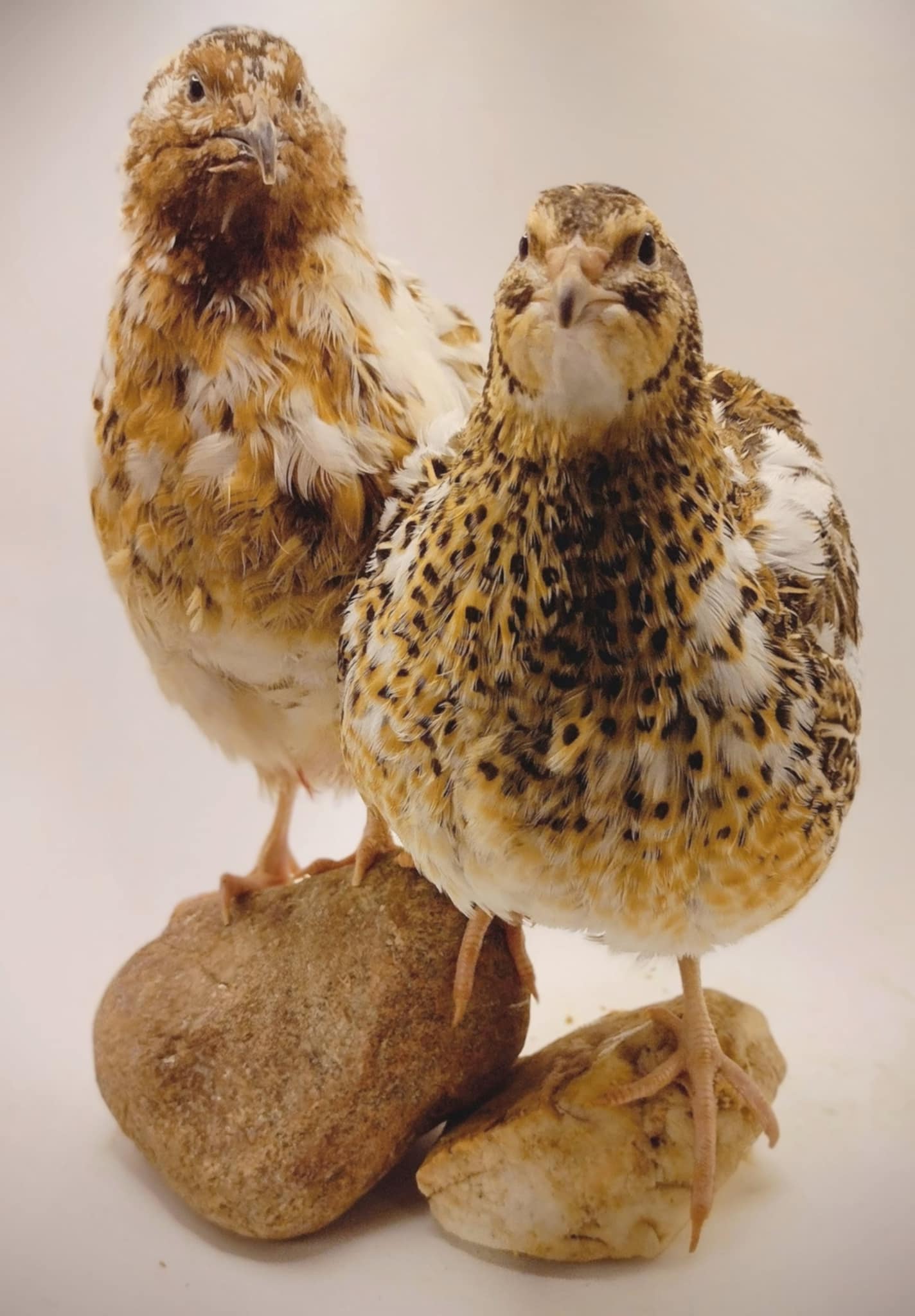 A fun mix of everything hatching eggs