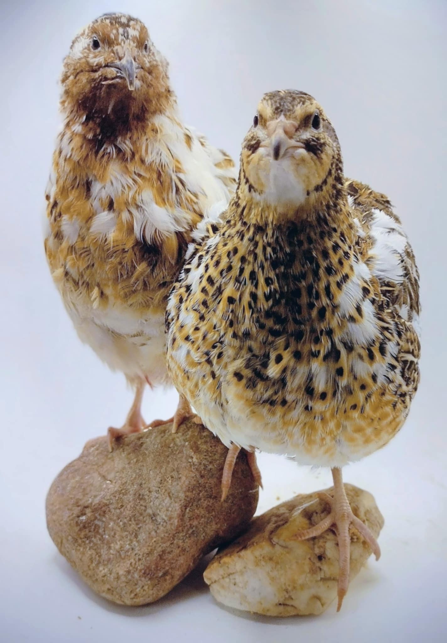 Jumbo Progressive Pied- Feather Sexable hatching eggs