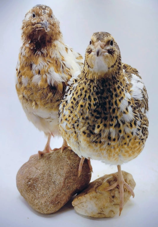 Jumbo Progressive Pied- Feather Sexable hatching eggs