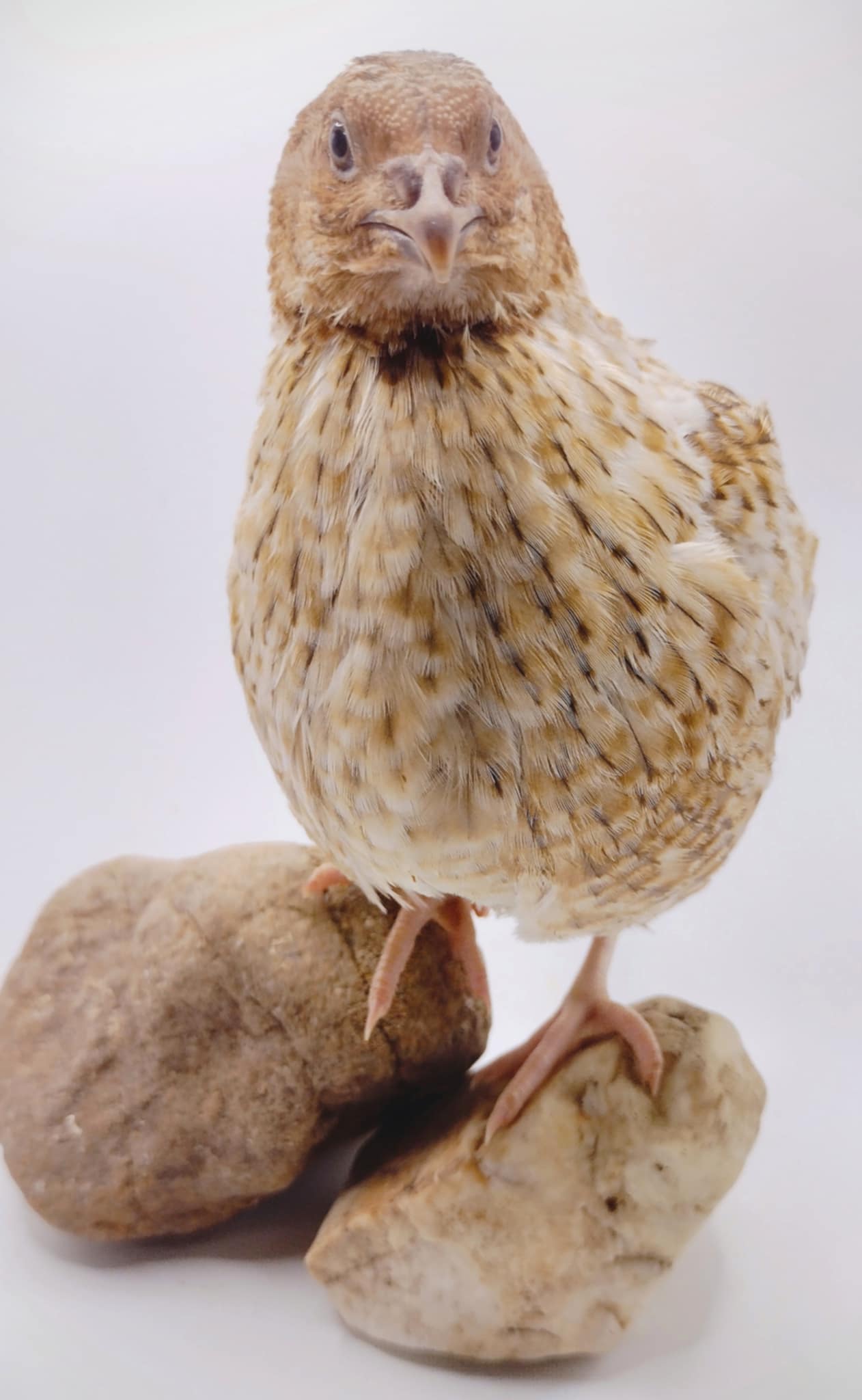 Roux Pansy hatching eggs