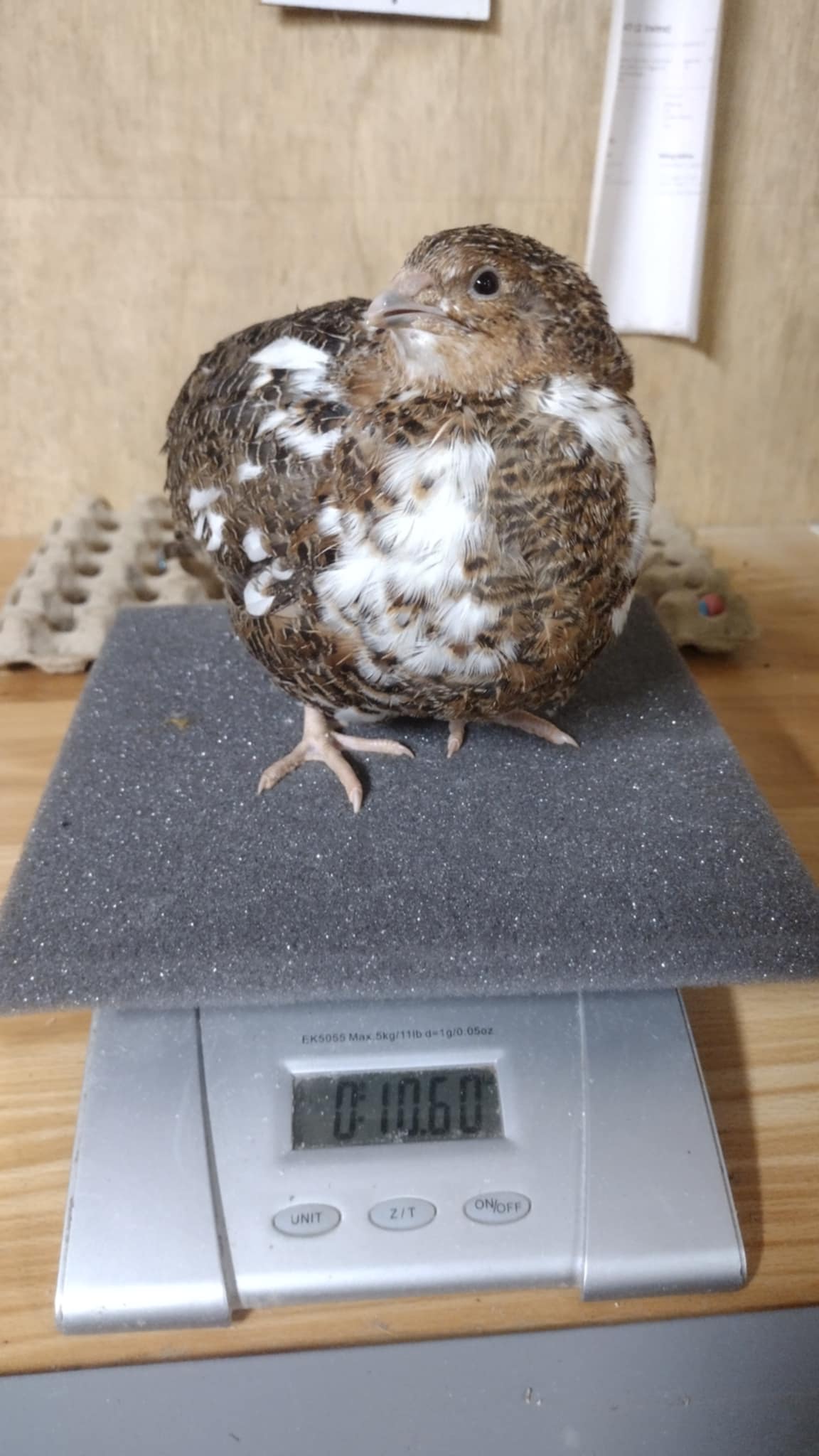 A fun mix of everything hatching eggs