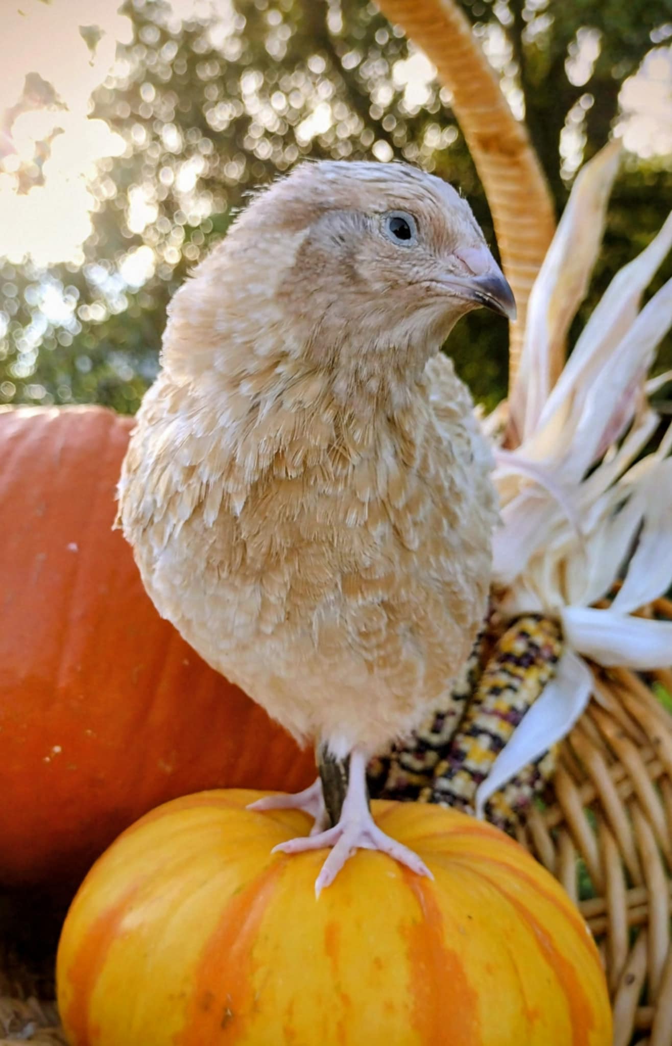 A fun mix of everything hatching eggs