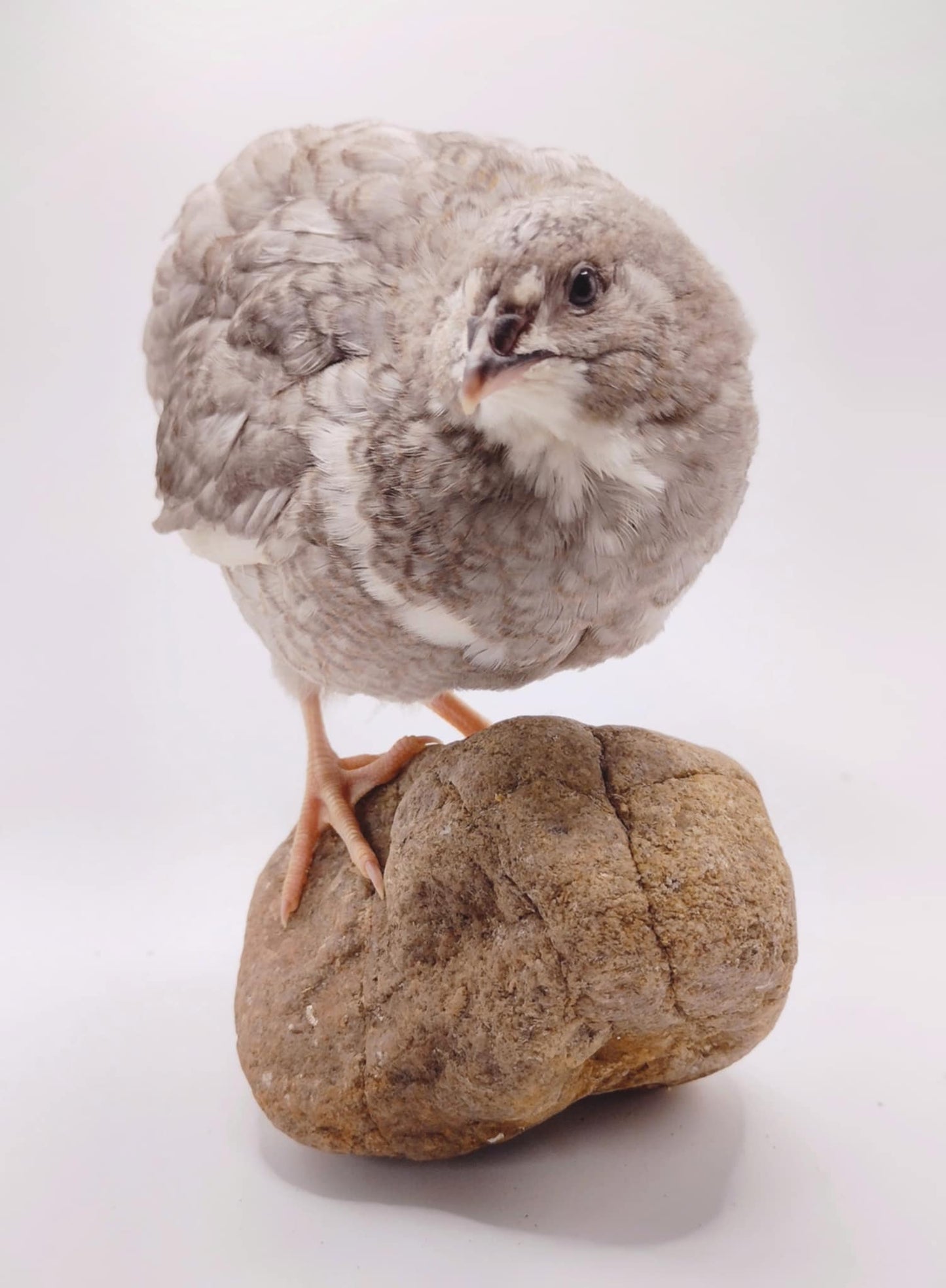 Shades of Gray Collection Hatching Eggs