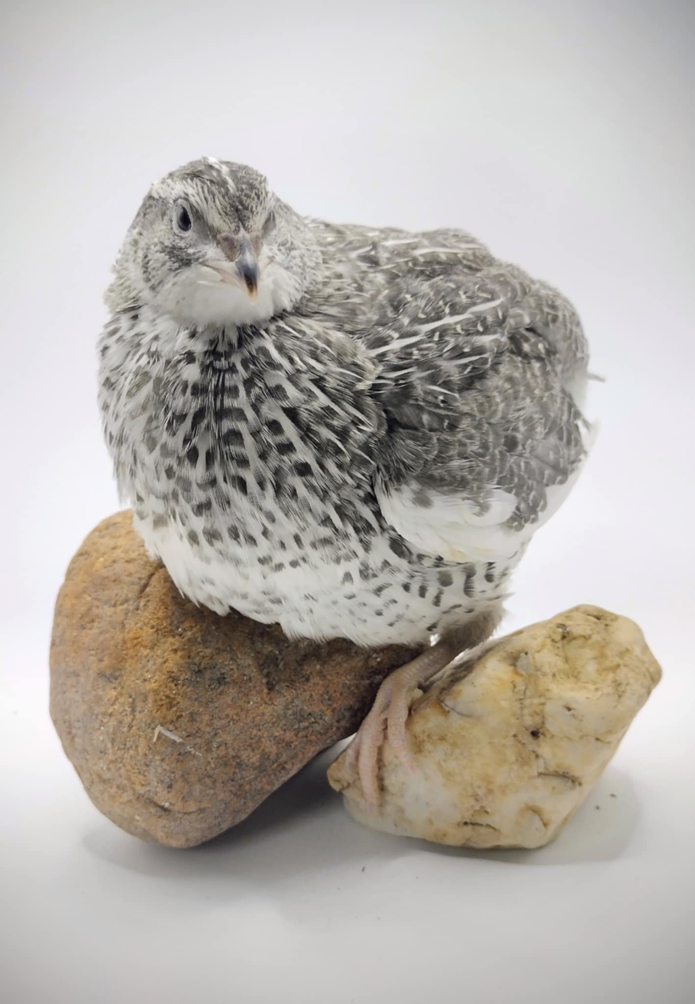 Shades of Gray Collection Hatching Eggs