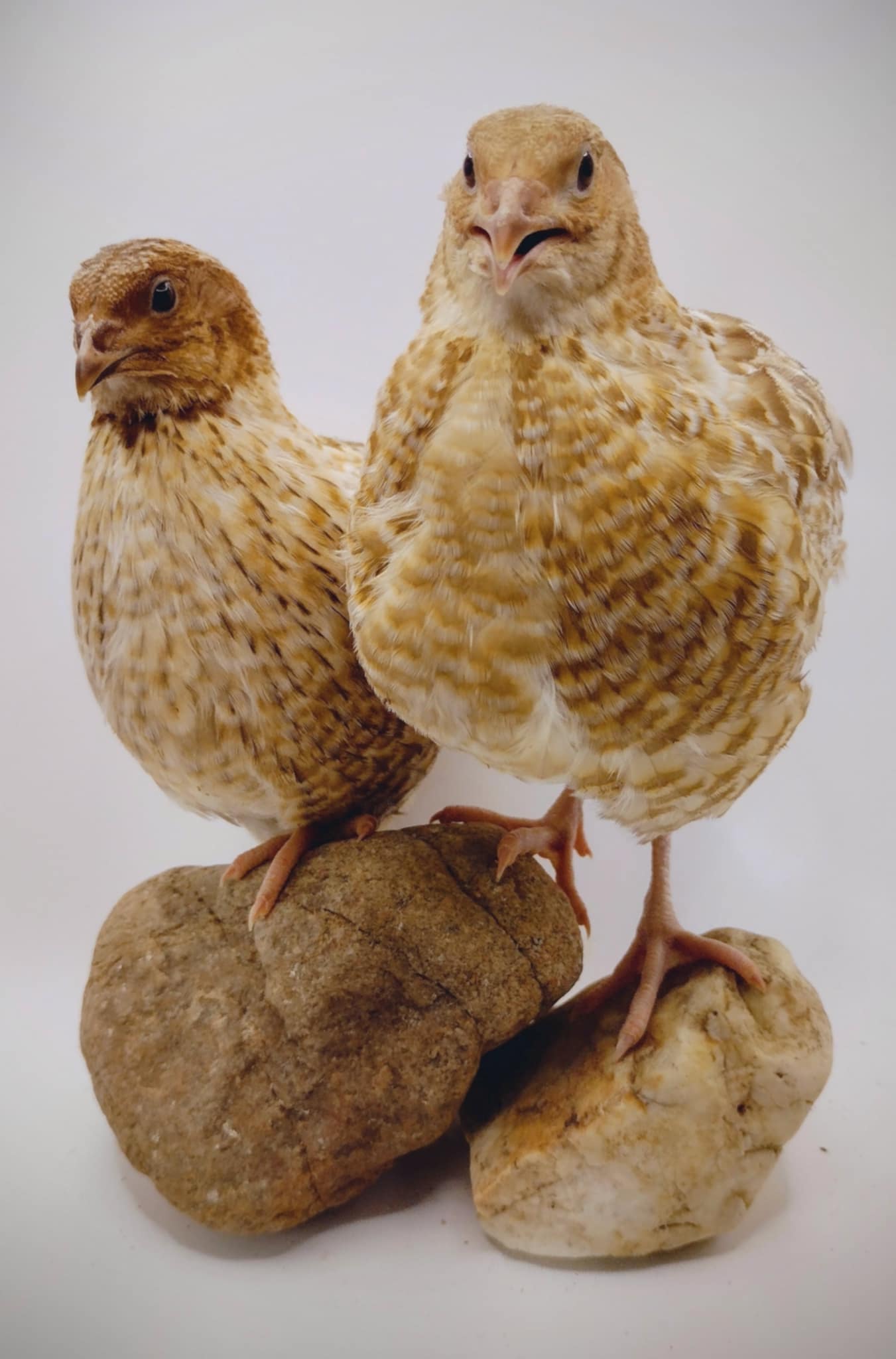 A fun mix of everything hatching eggs